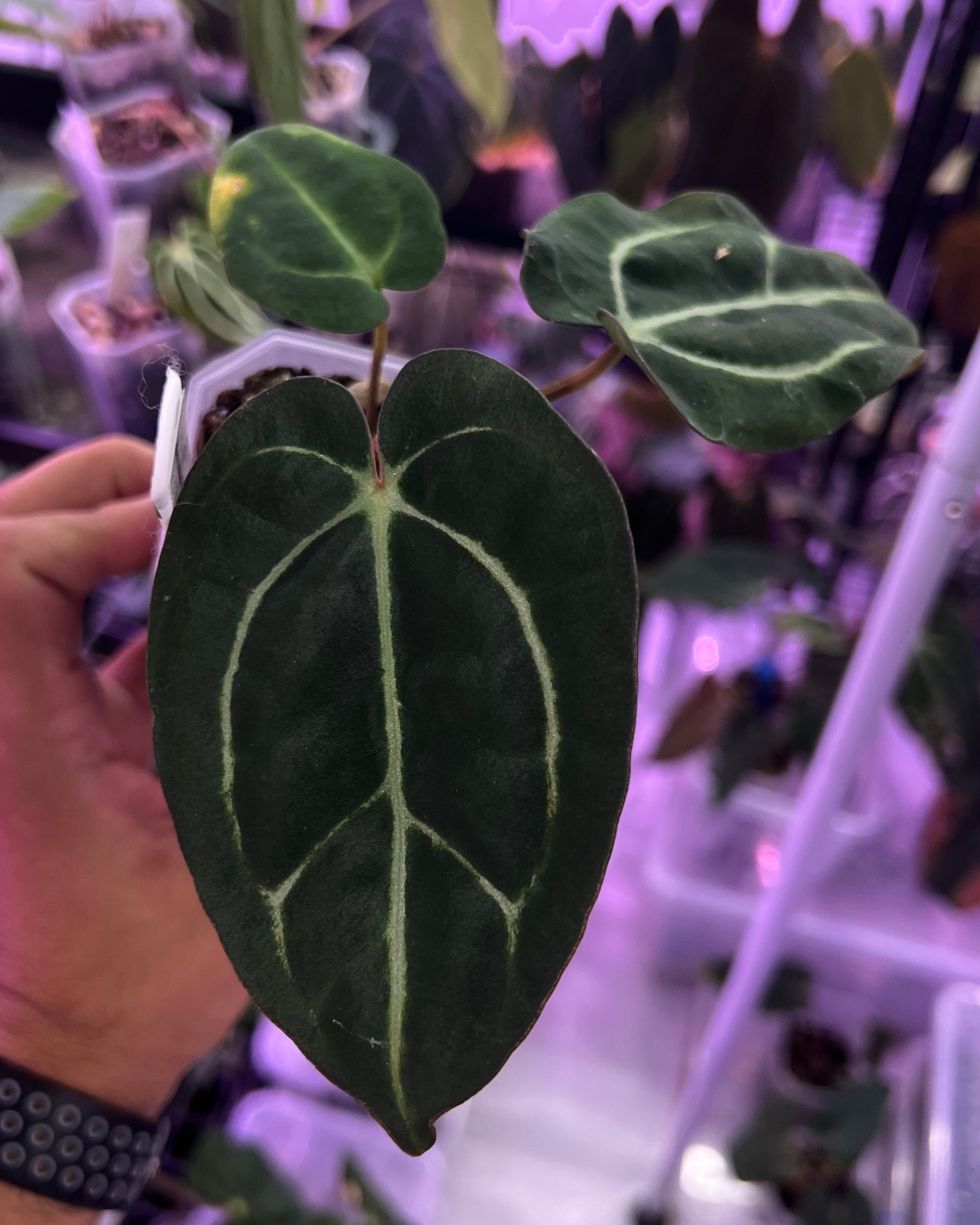 Anthurium carlablackiae OG1 x (RA5x10)