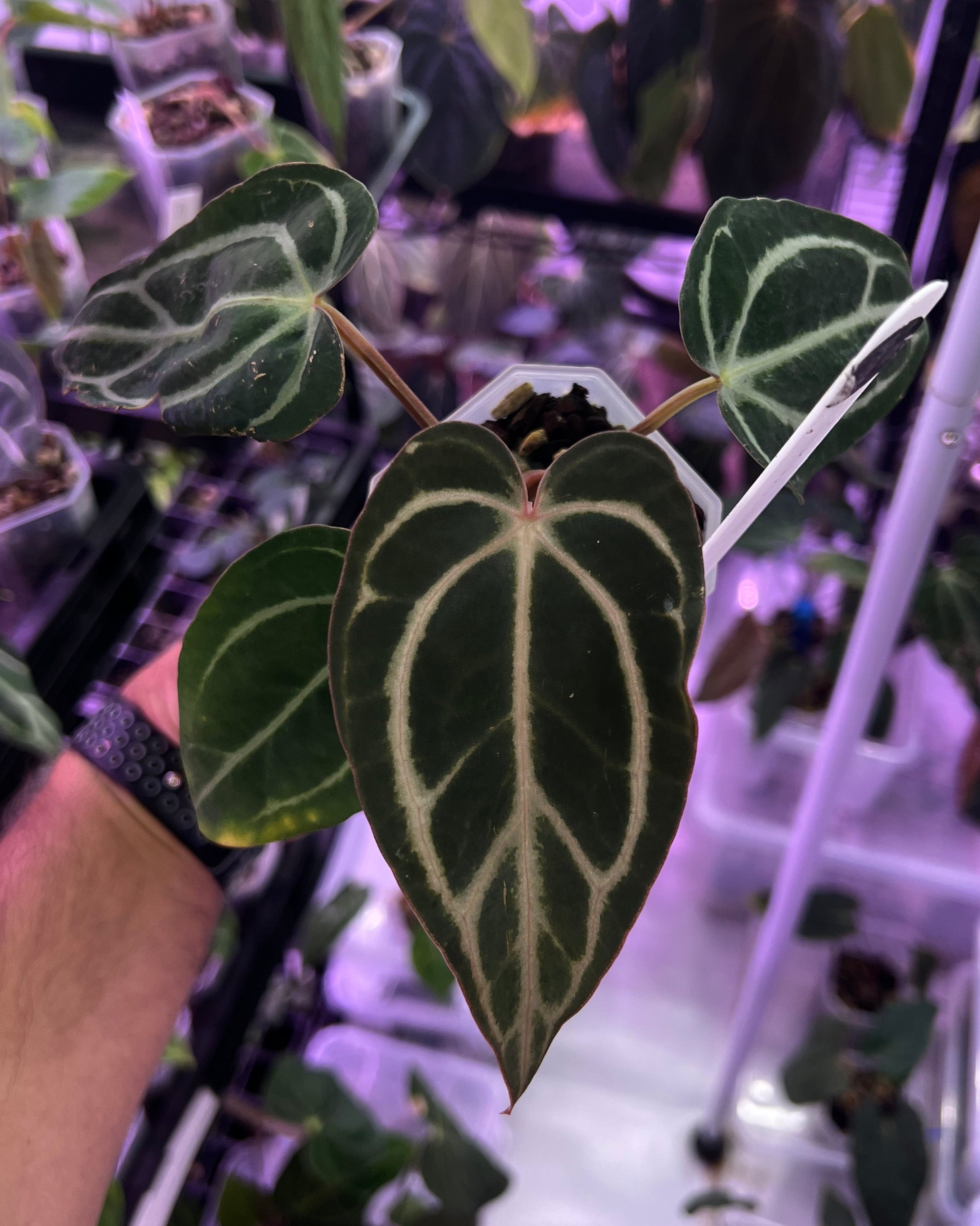 Anthurium carlablackiae OG1 x (RA5x10)
