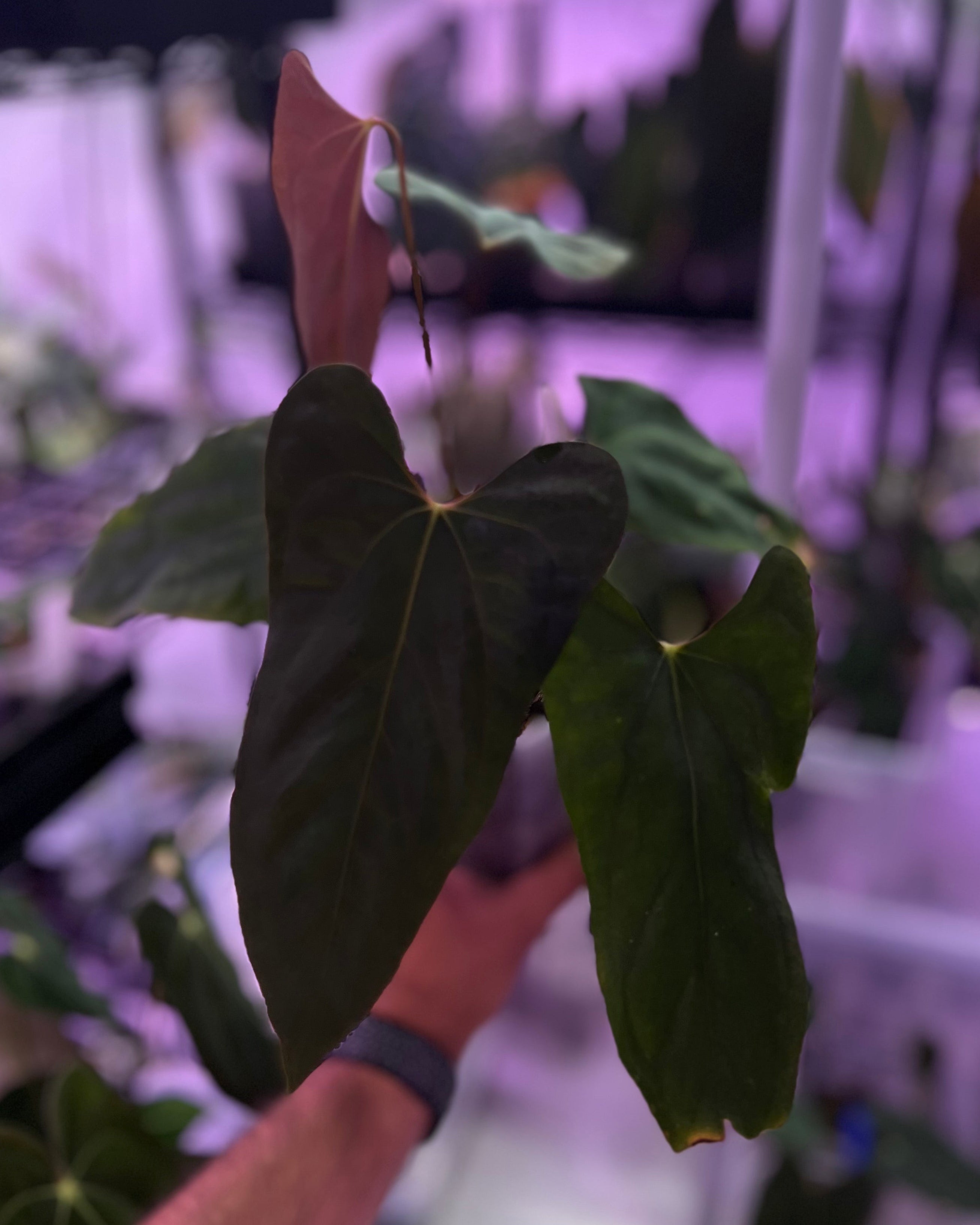 Anthurium sp. nov DF x papillilaminum Ralph Lynam S1