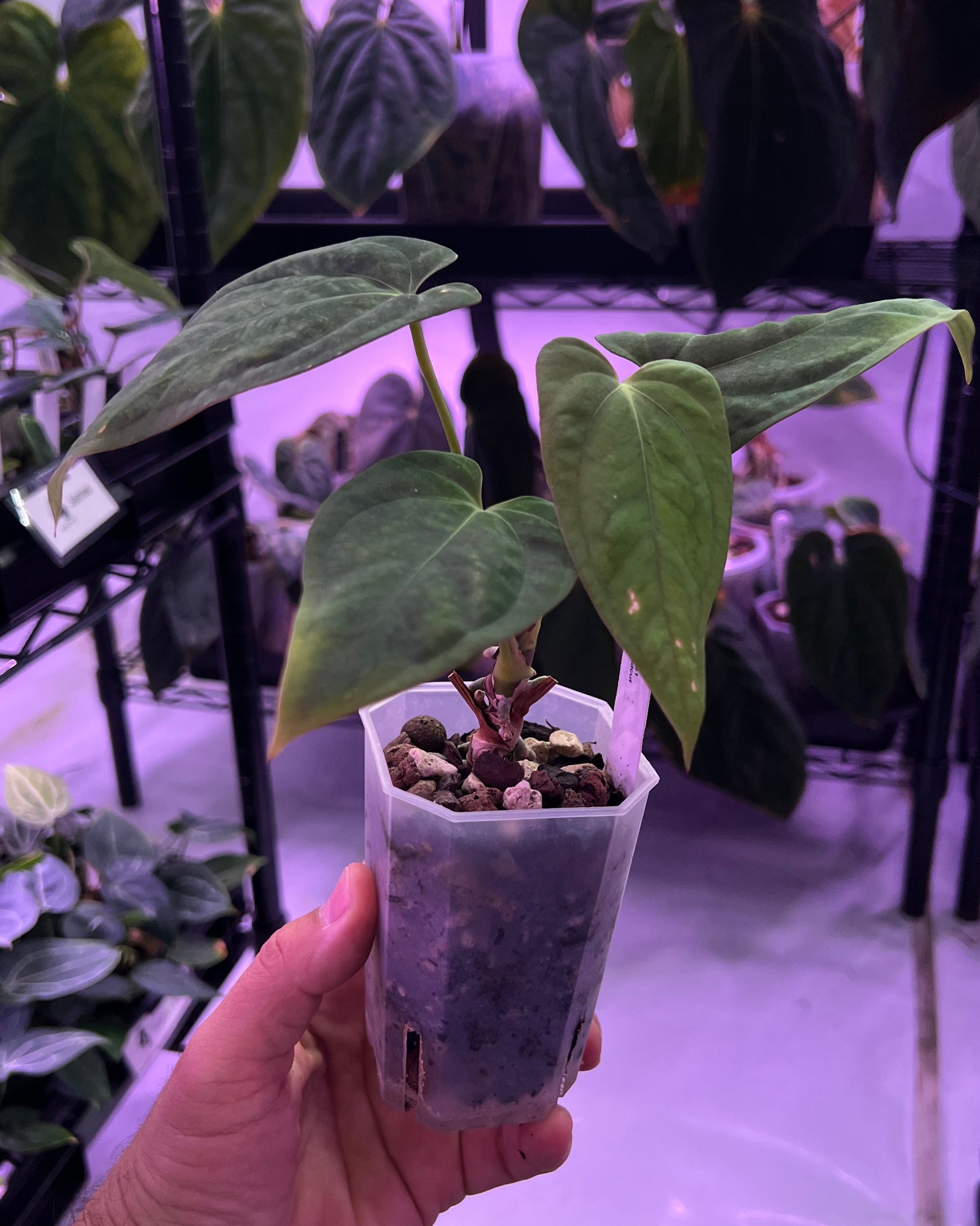 Anthurium Papillilaminum RA6 S1