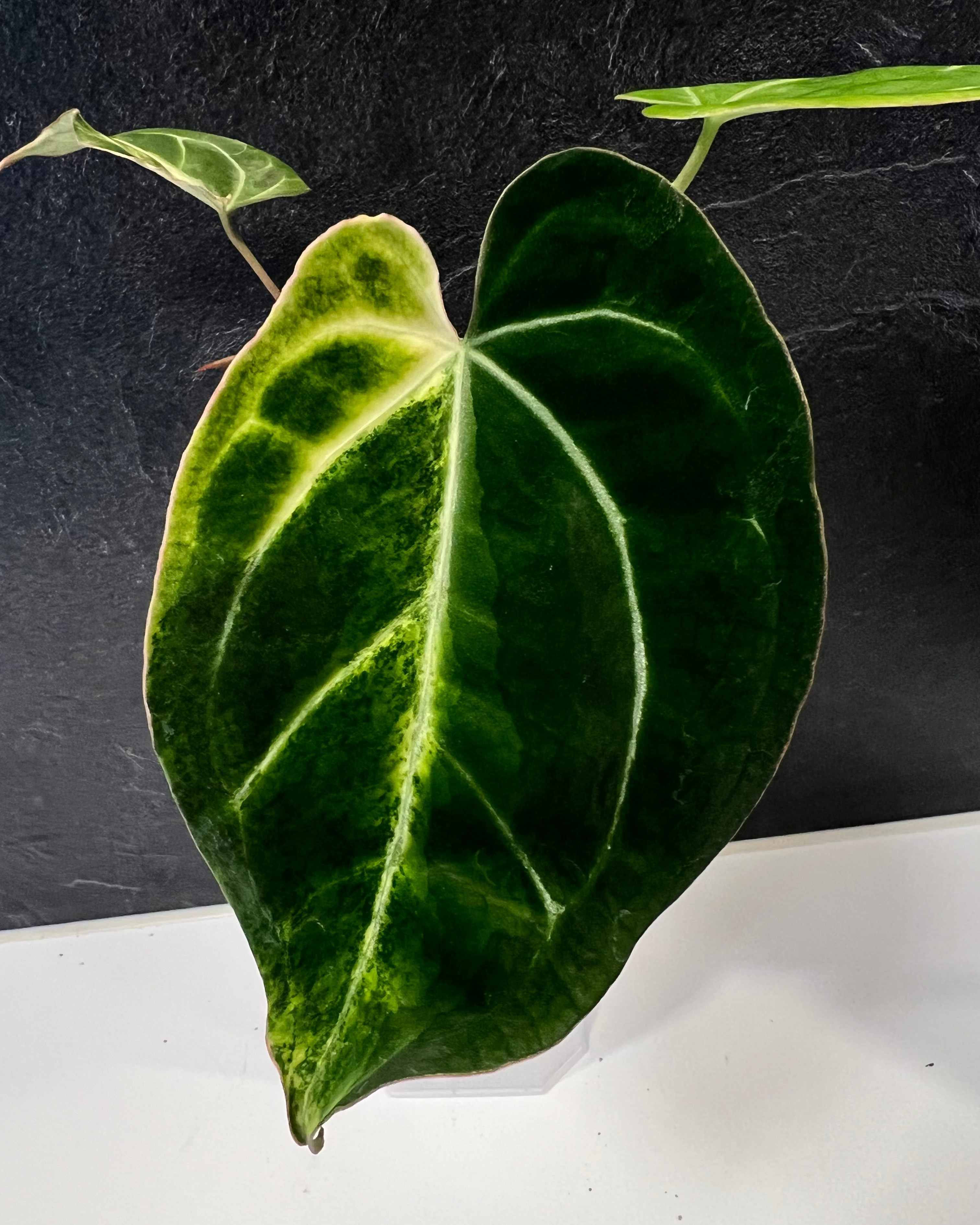 Anthurium (Black Widow x Michelle) x Odin - variegata