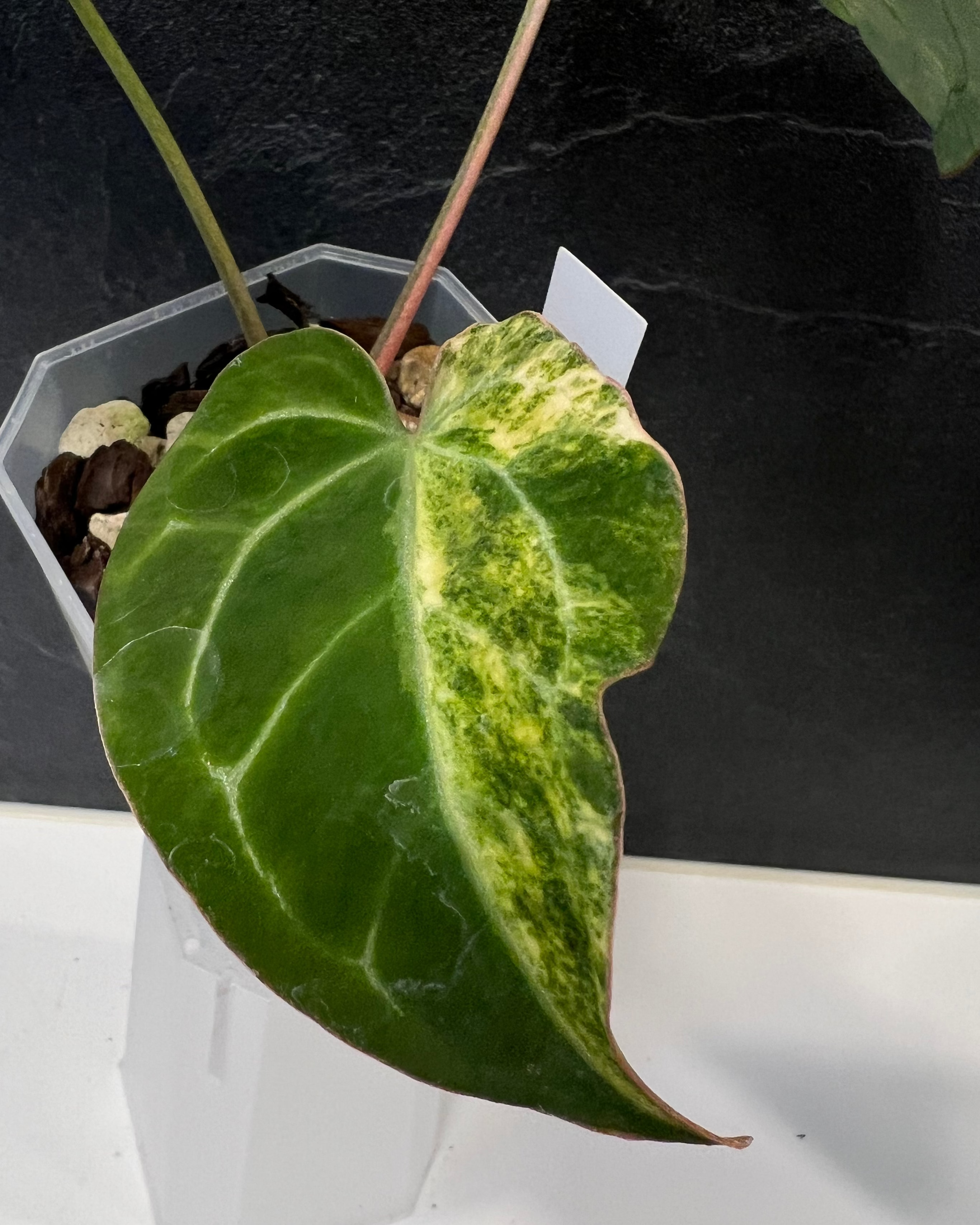 Anthurium (Black Widow x Michelle) x Odin - variegata