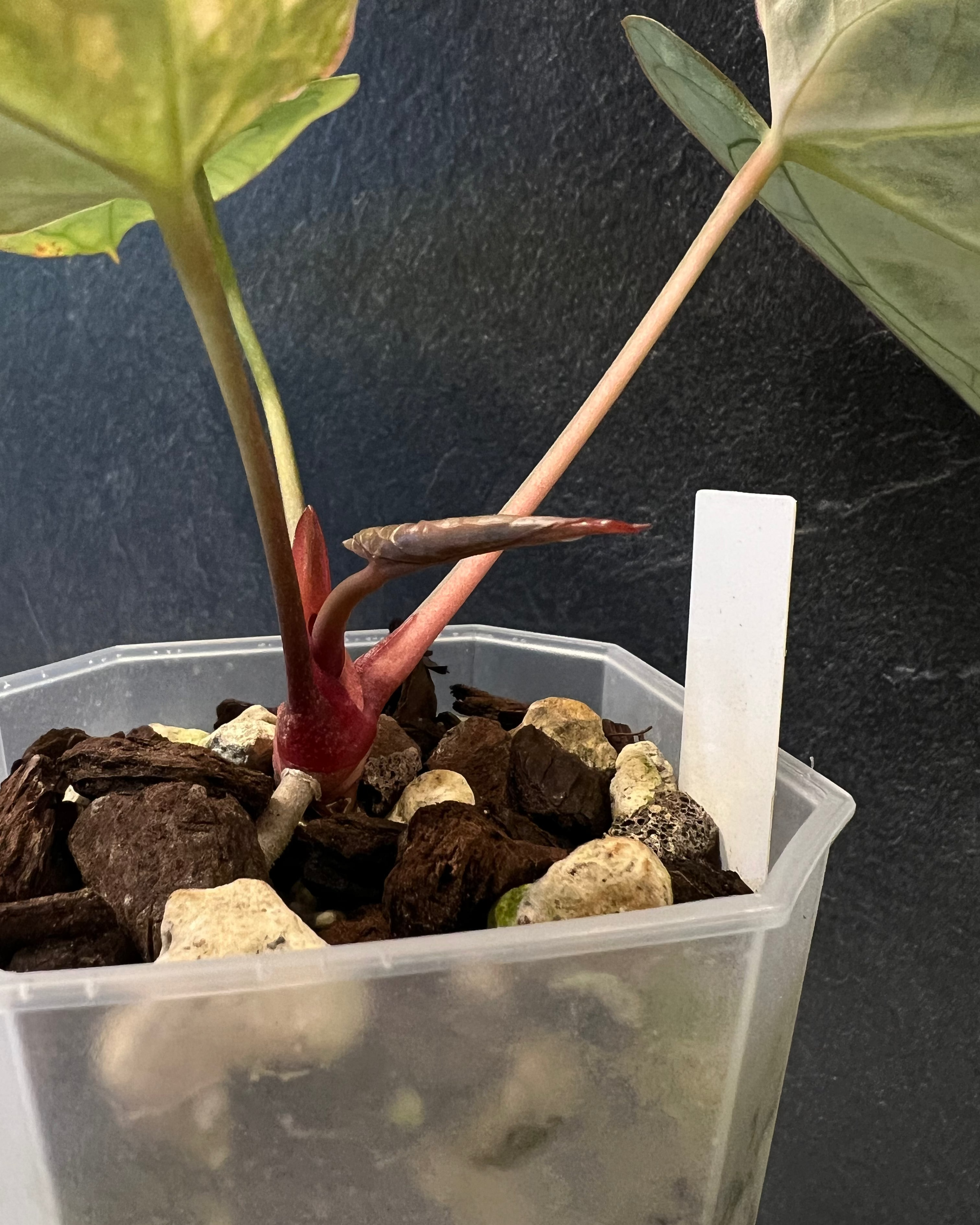 Anthurium (Black Widow x Michelle) x Odin - variegata