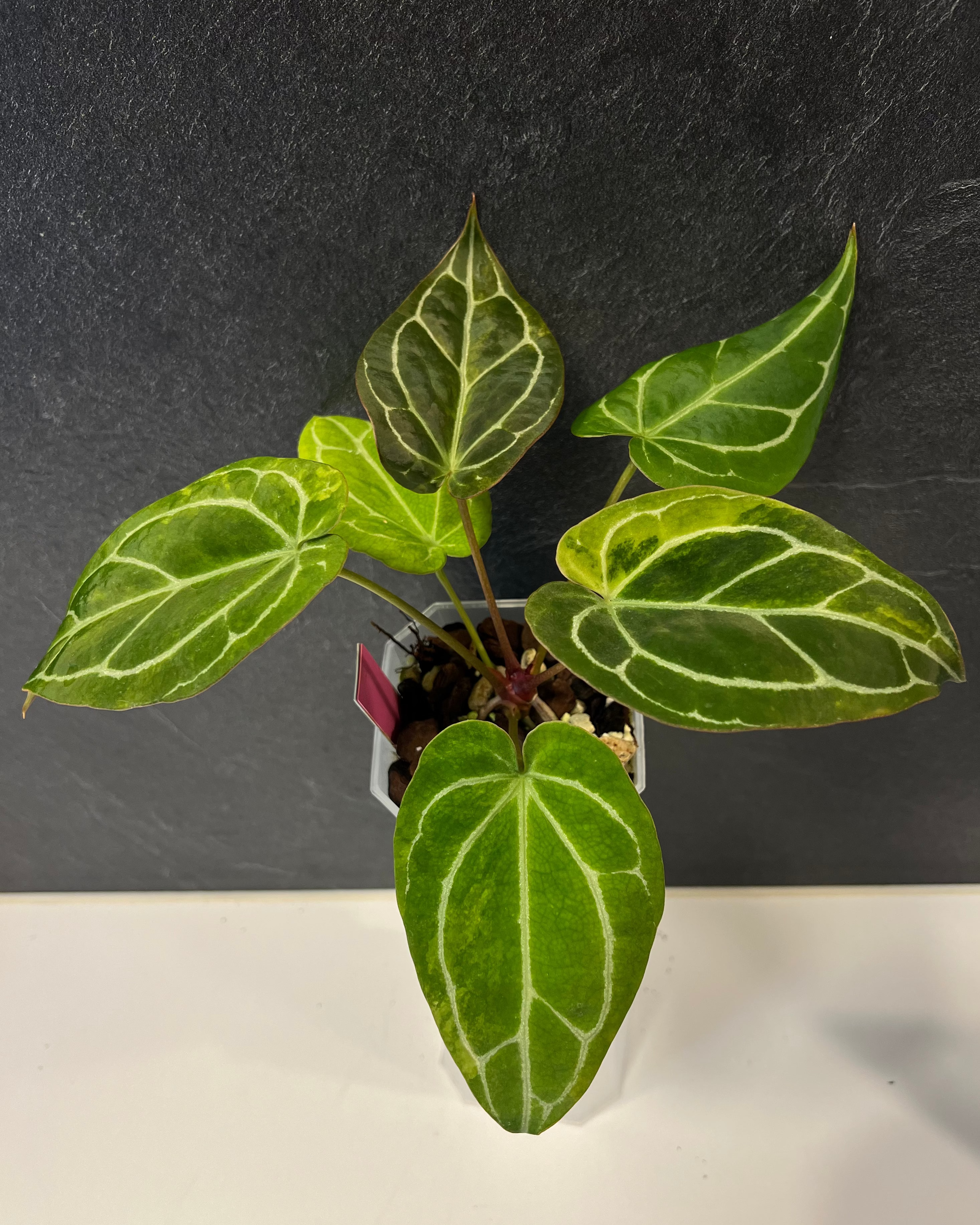 Anthurium (Black Widow x Michelle) x Odin - variegated