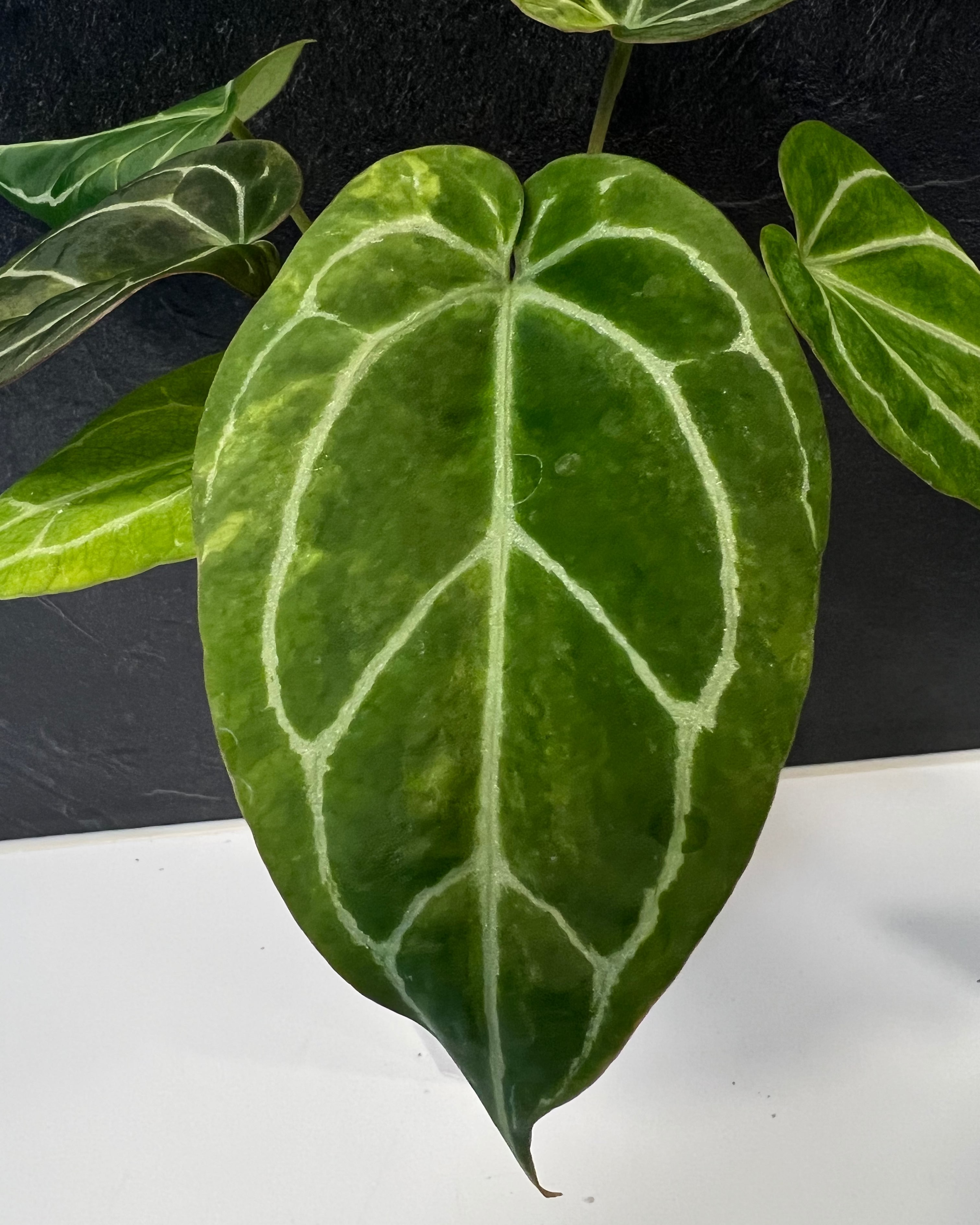 Anthurium (Black Widow x Michelle) x Odin - variegata