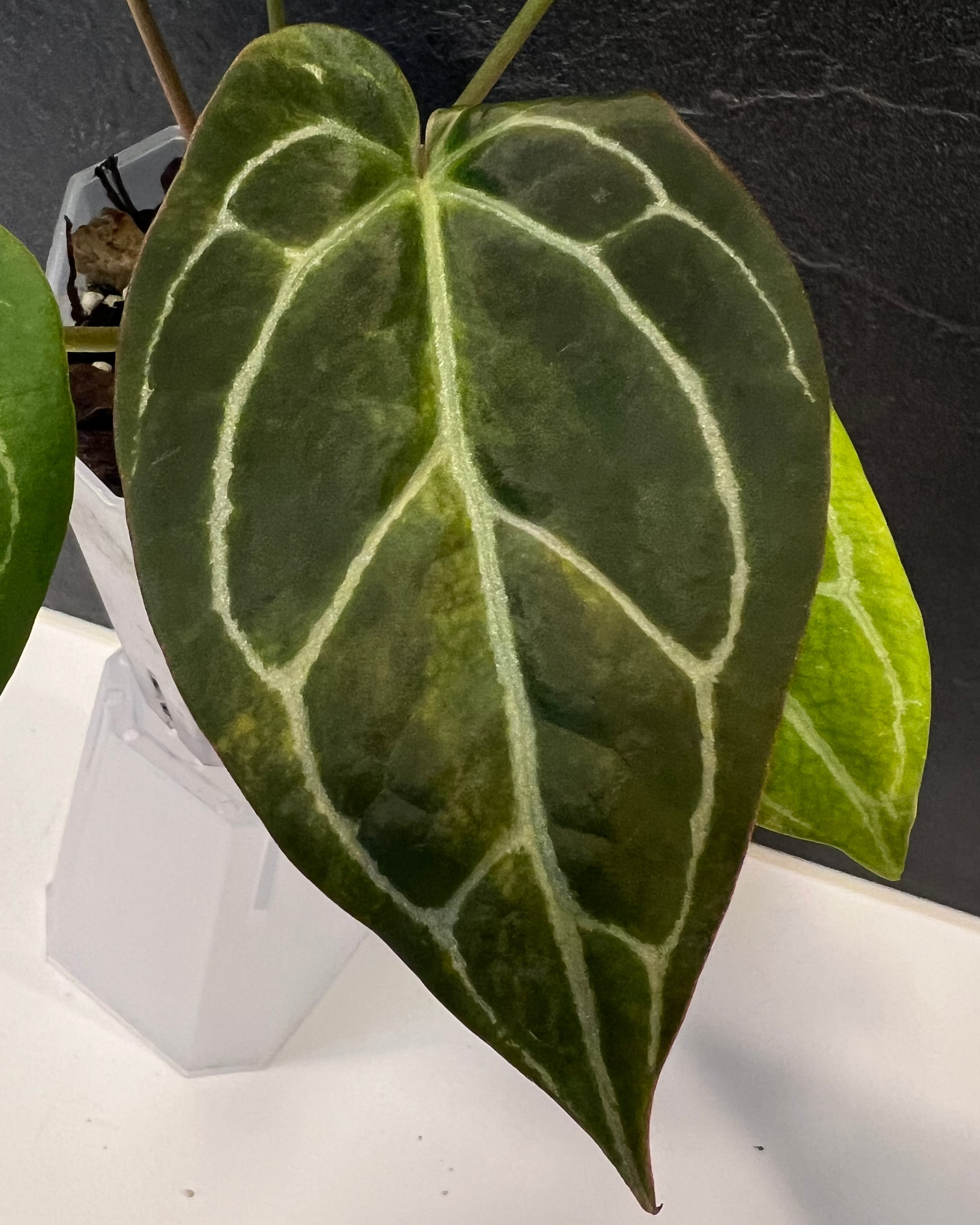 Anthurium (Black Widow x Michelle) x Odin - variegata