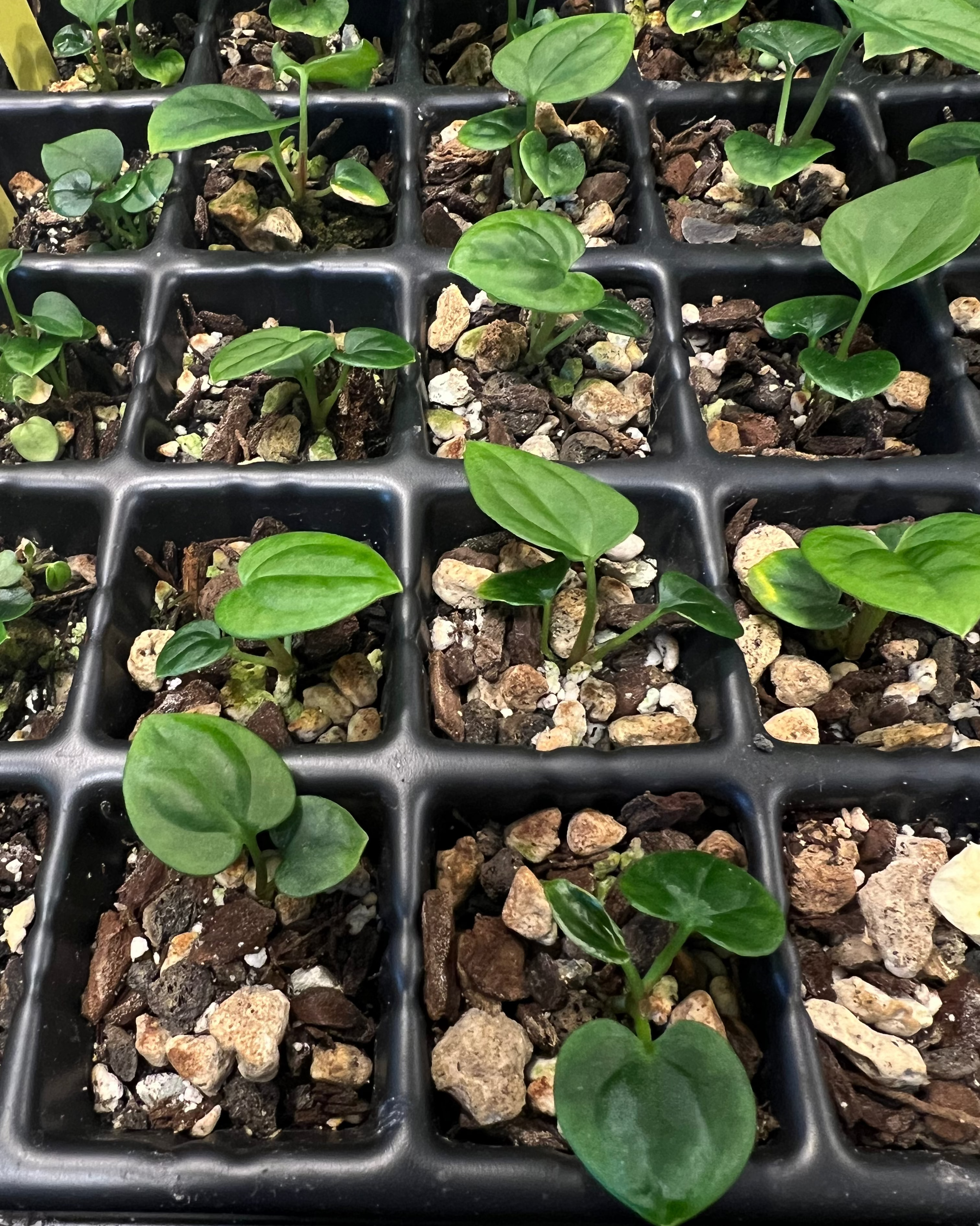 Anthurium antolakii Swamp Raising x Overlap