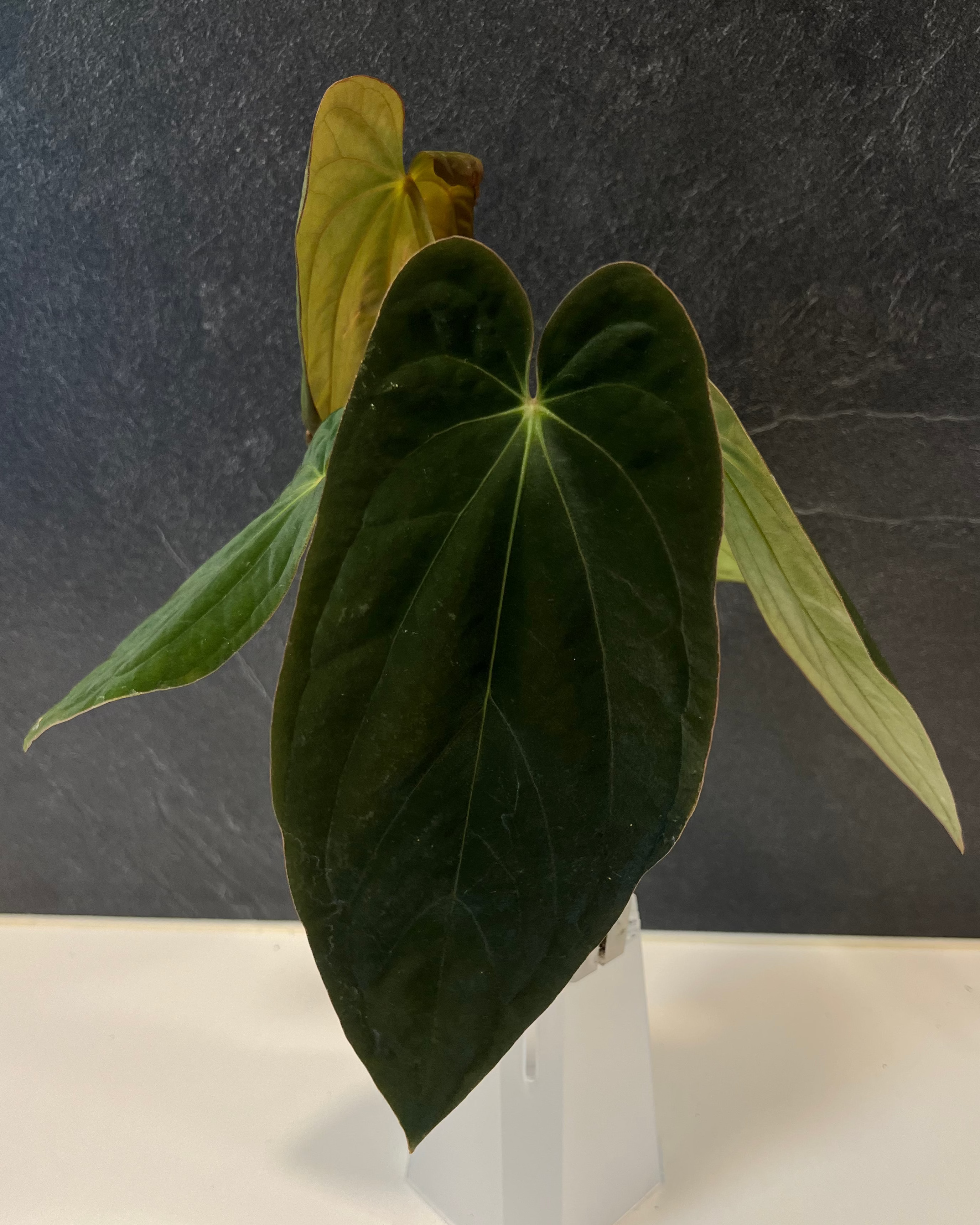 Anthurium antolakii Round x RA1