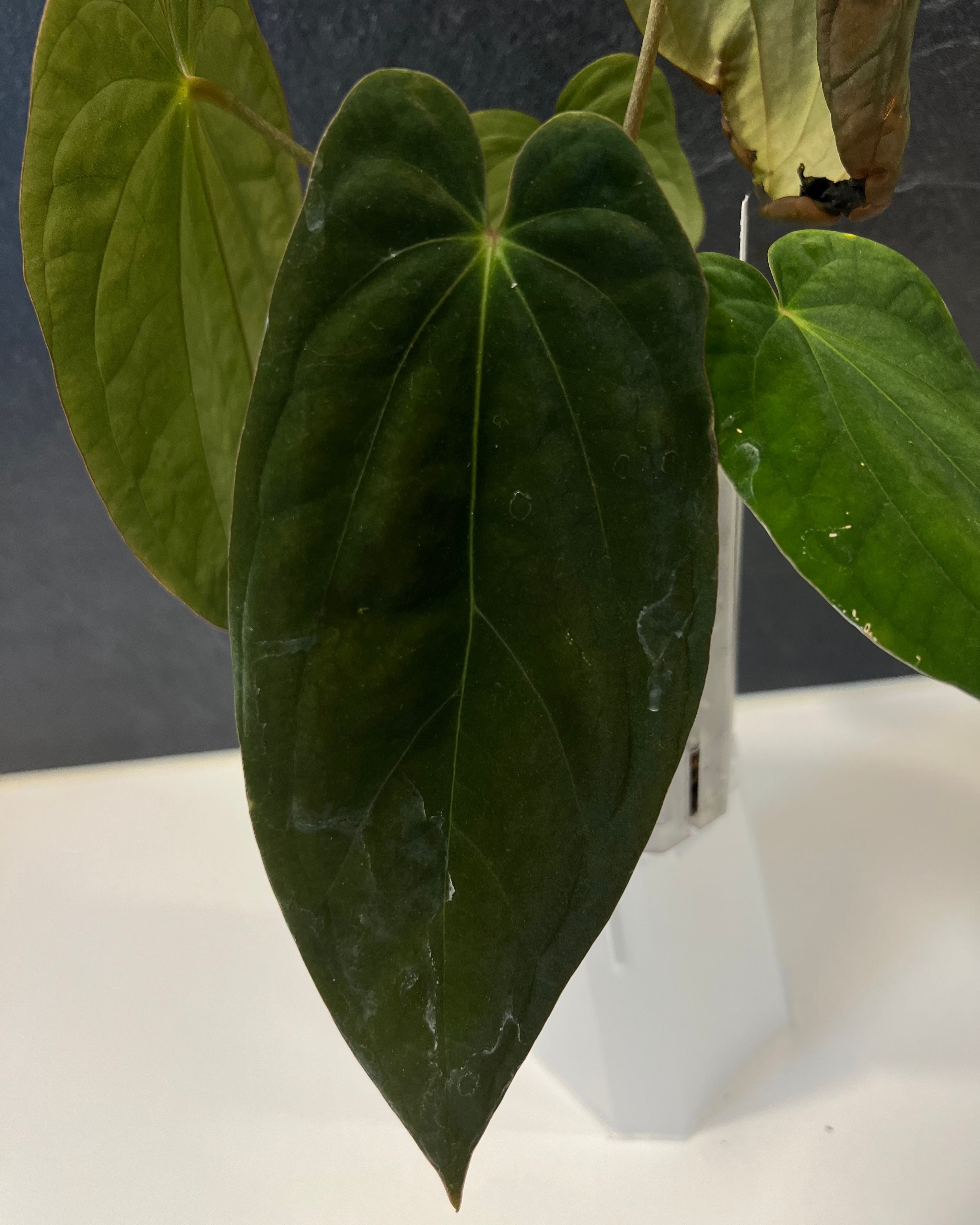 Anthurium antolakii Round x RA1