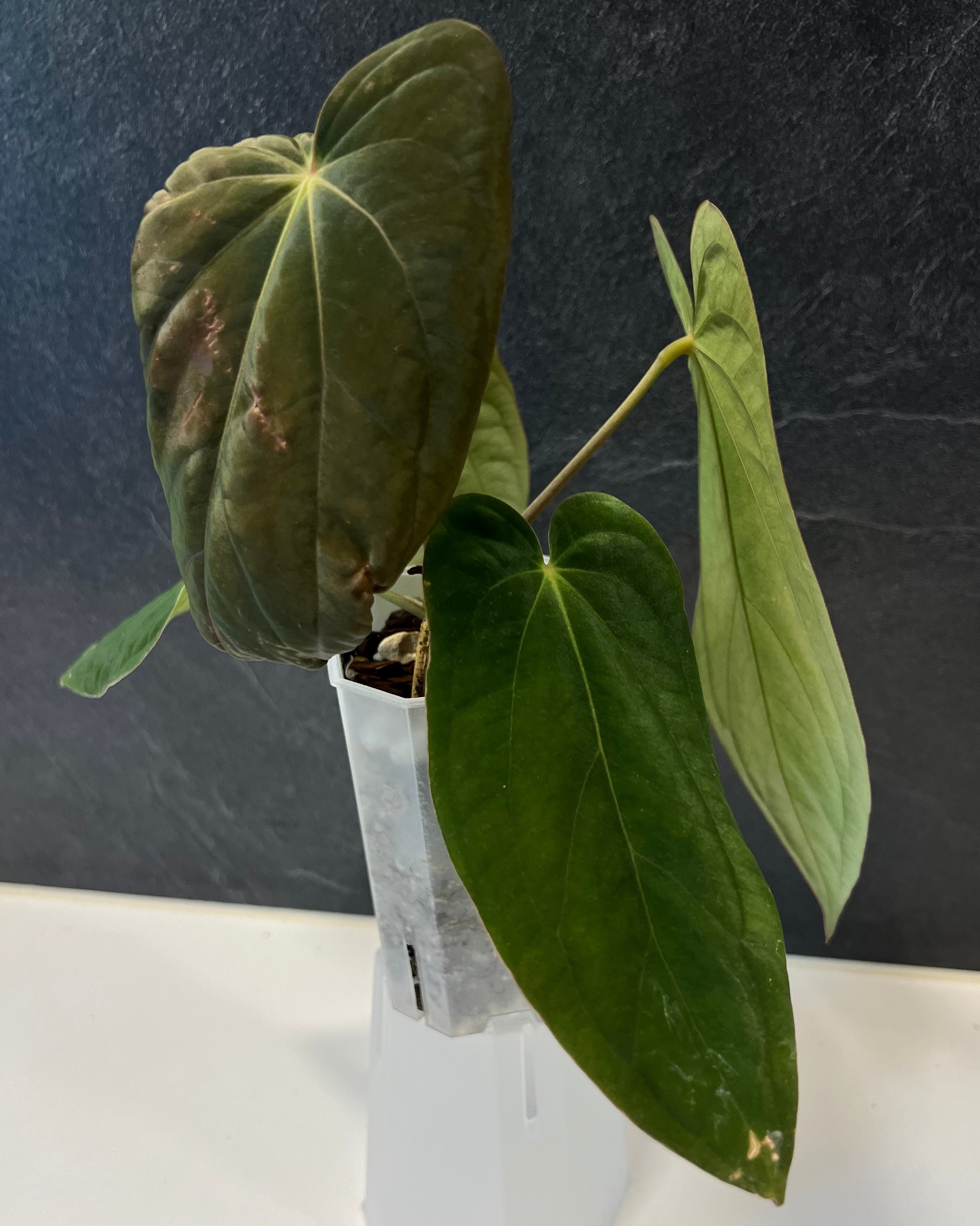 Anthurium antolakii Round x RA1