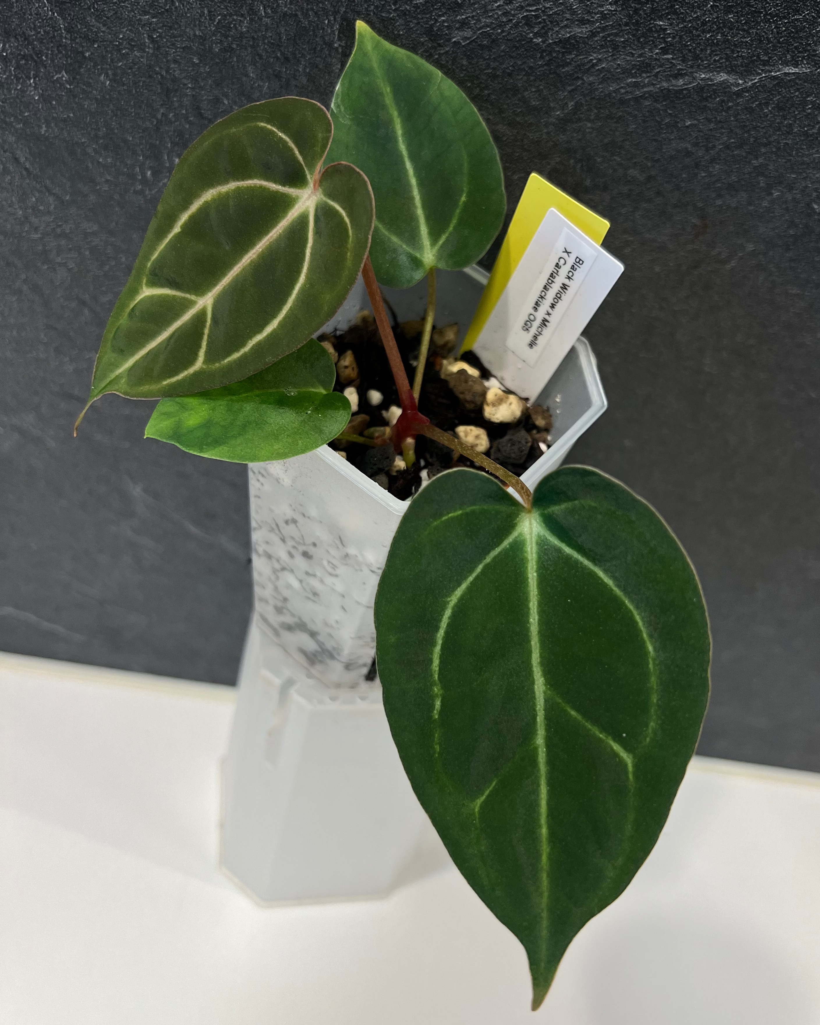 Anthurium (Black Widow x Michelle) x carlablackiae OG5