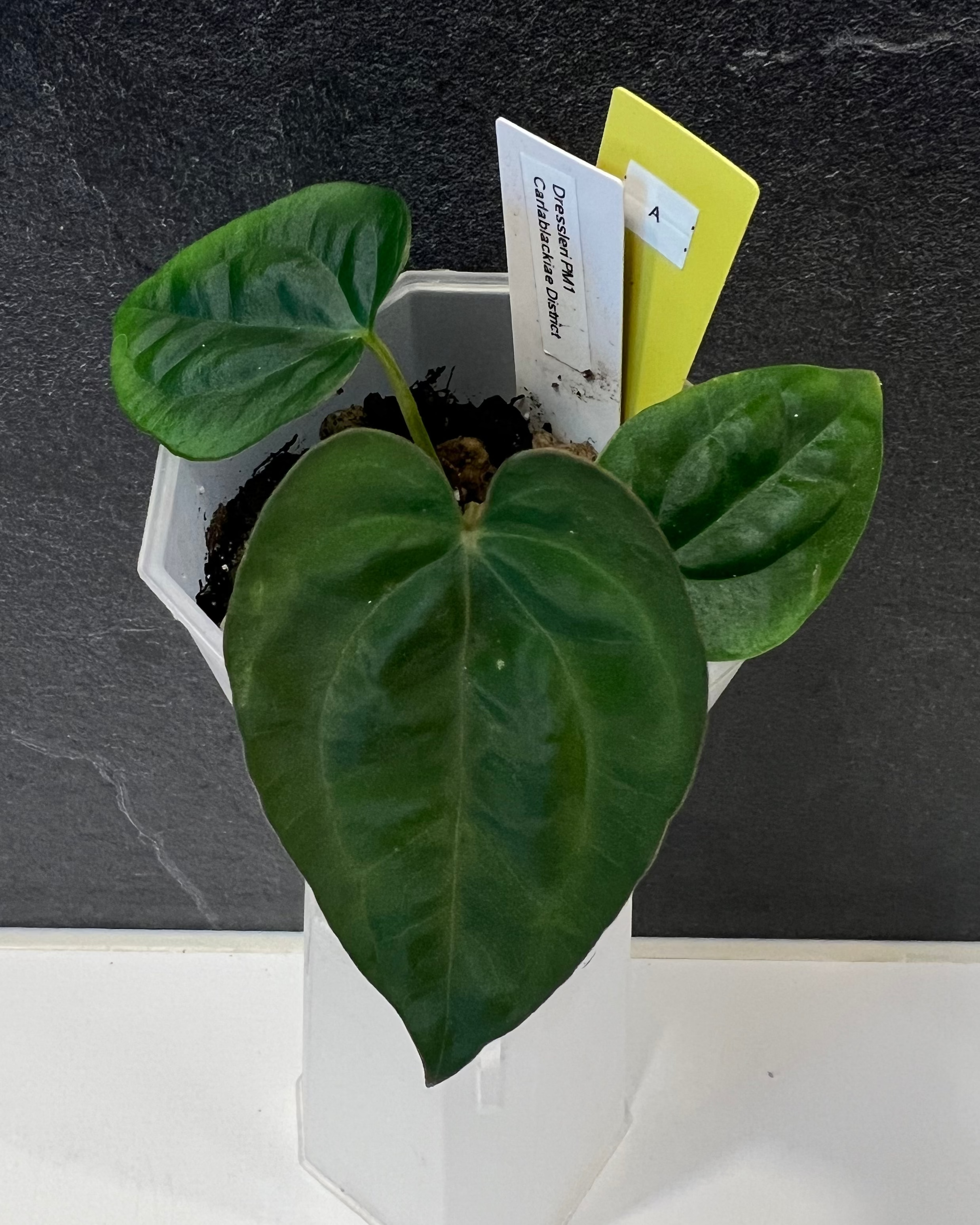 Anthurium dressleri PM1 x carlablackiae District