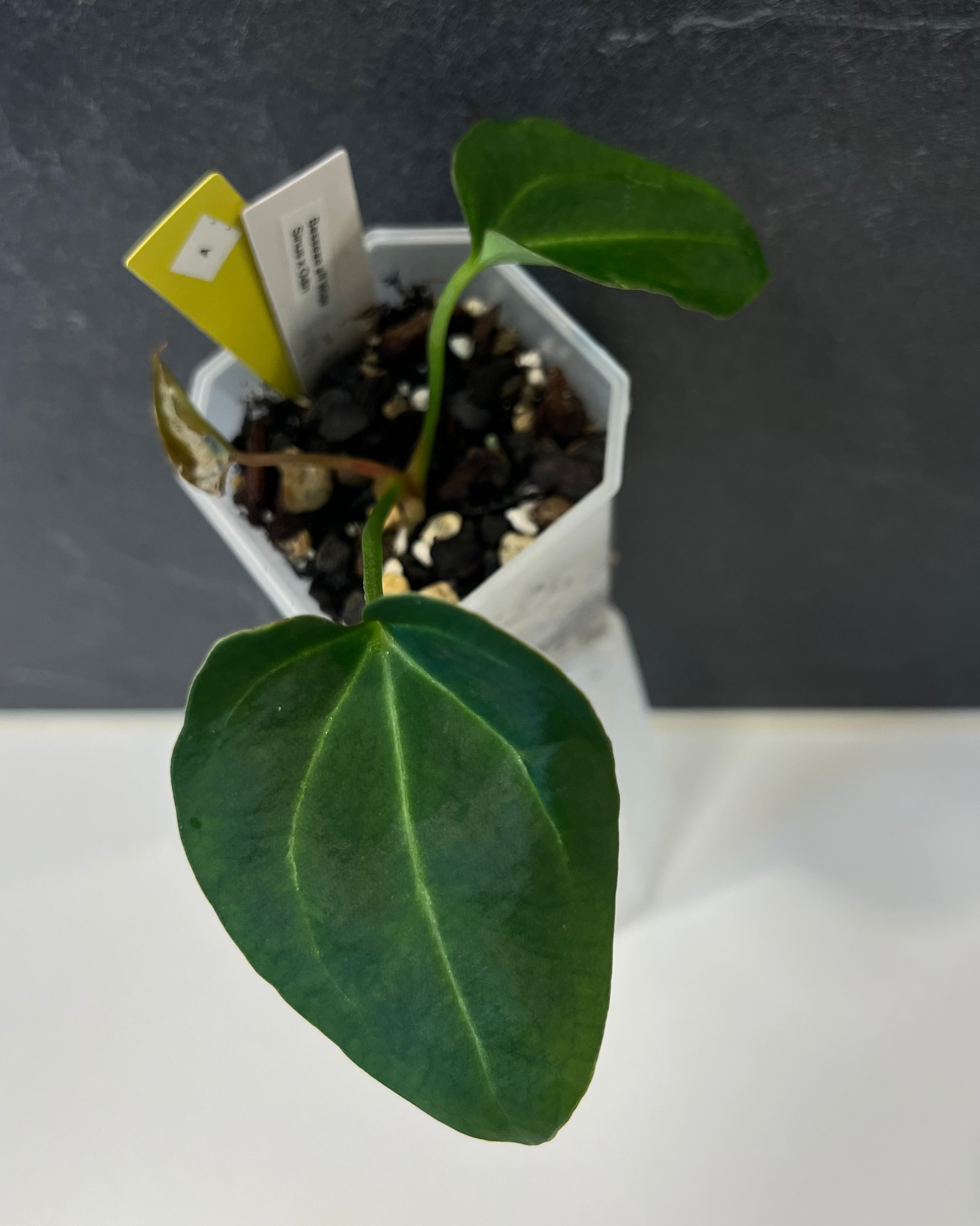 Anthurium besseae aff Wide Sinus x Odin