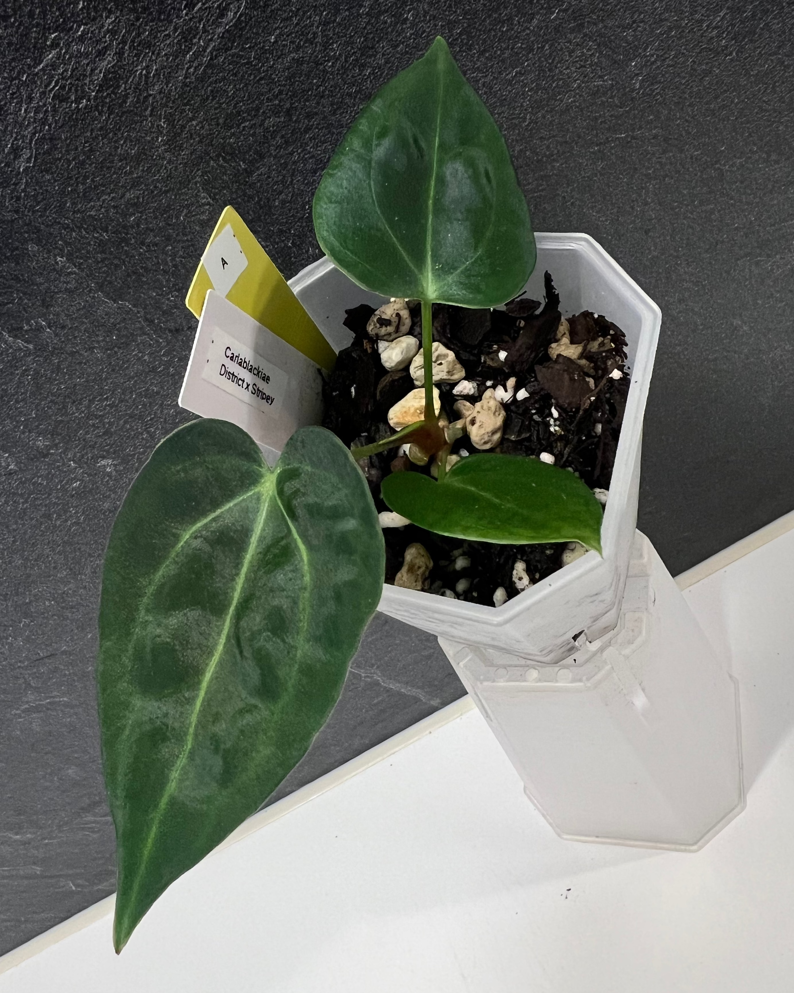 Anthurium carlablackiae District x Stripey