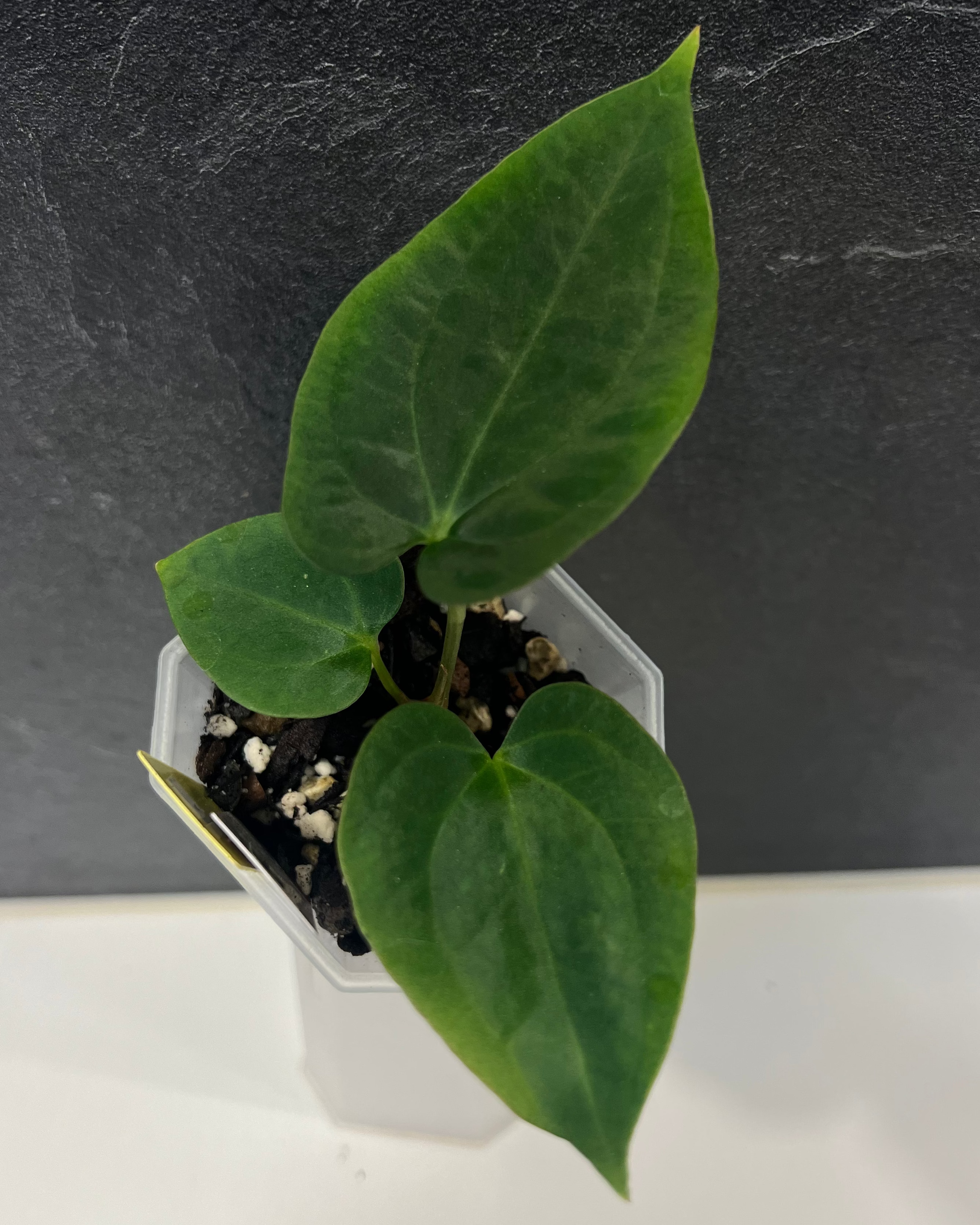 Anthurium antolakii BBL x papillilaminum RA5
