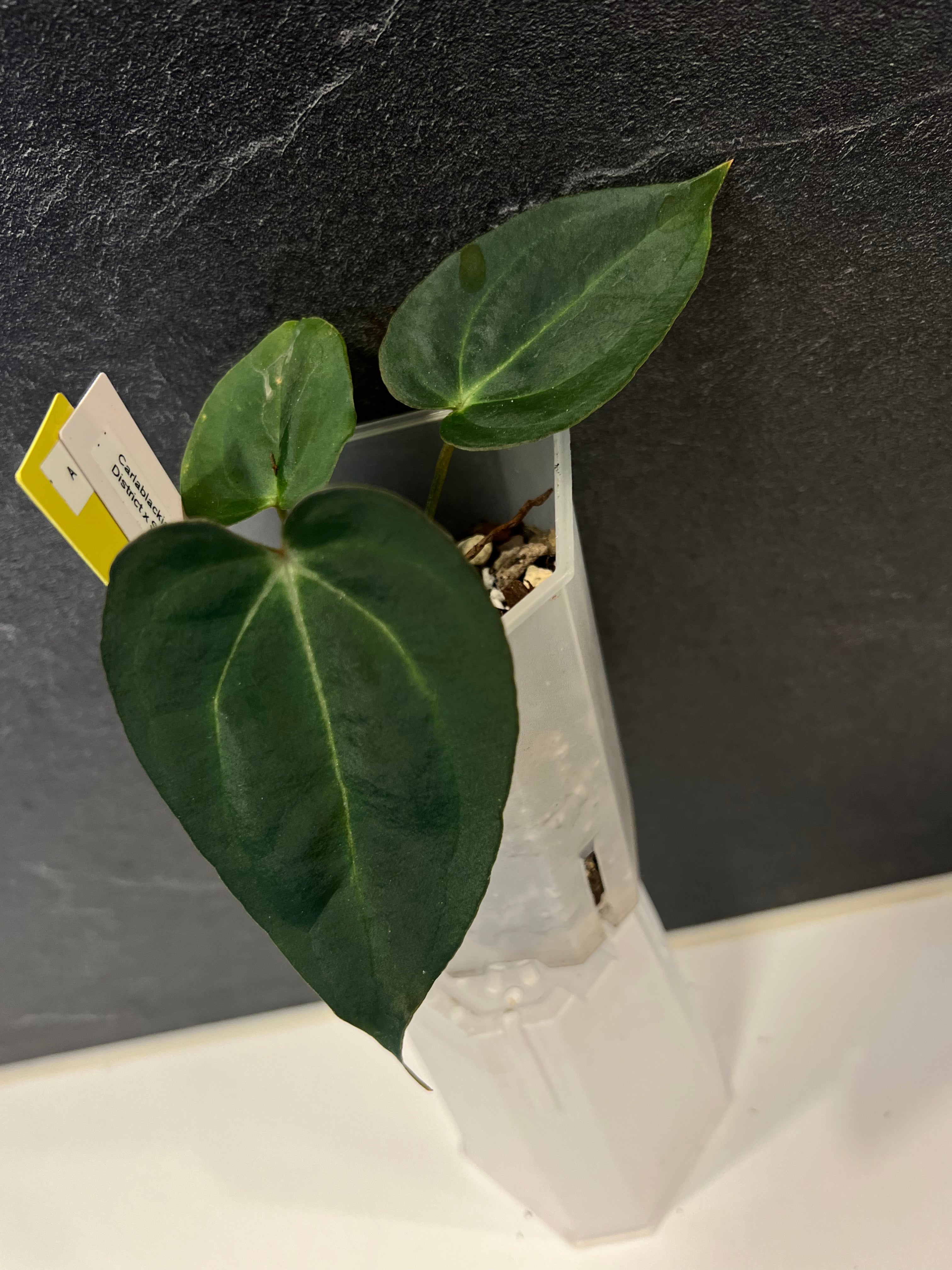 Anthurium carlablackiae District x Stripey