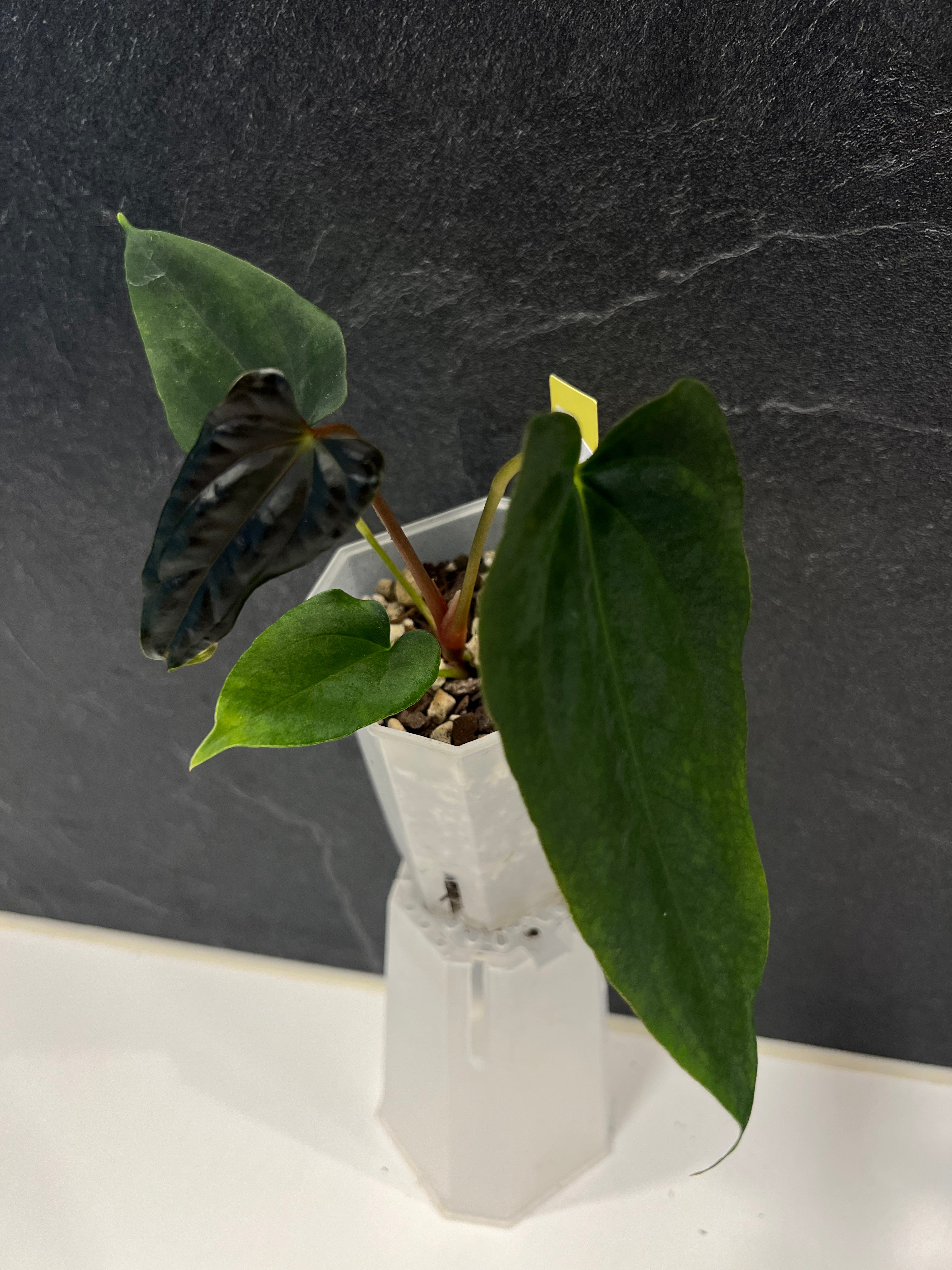 Anthurium papillilaminum (FSxRL) x (RLxFS)