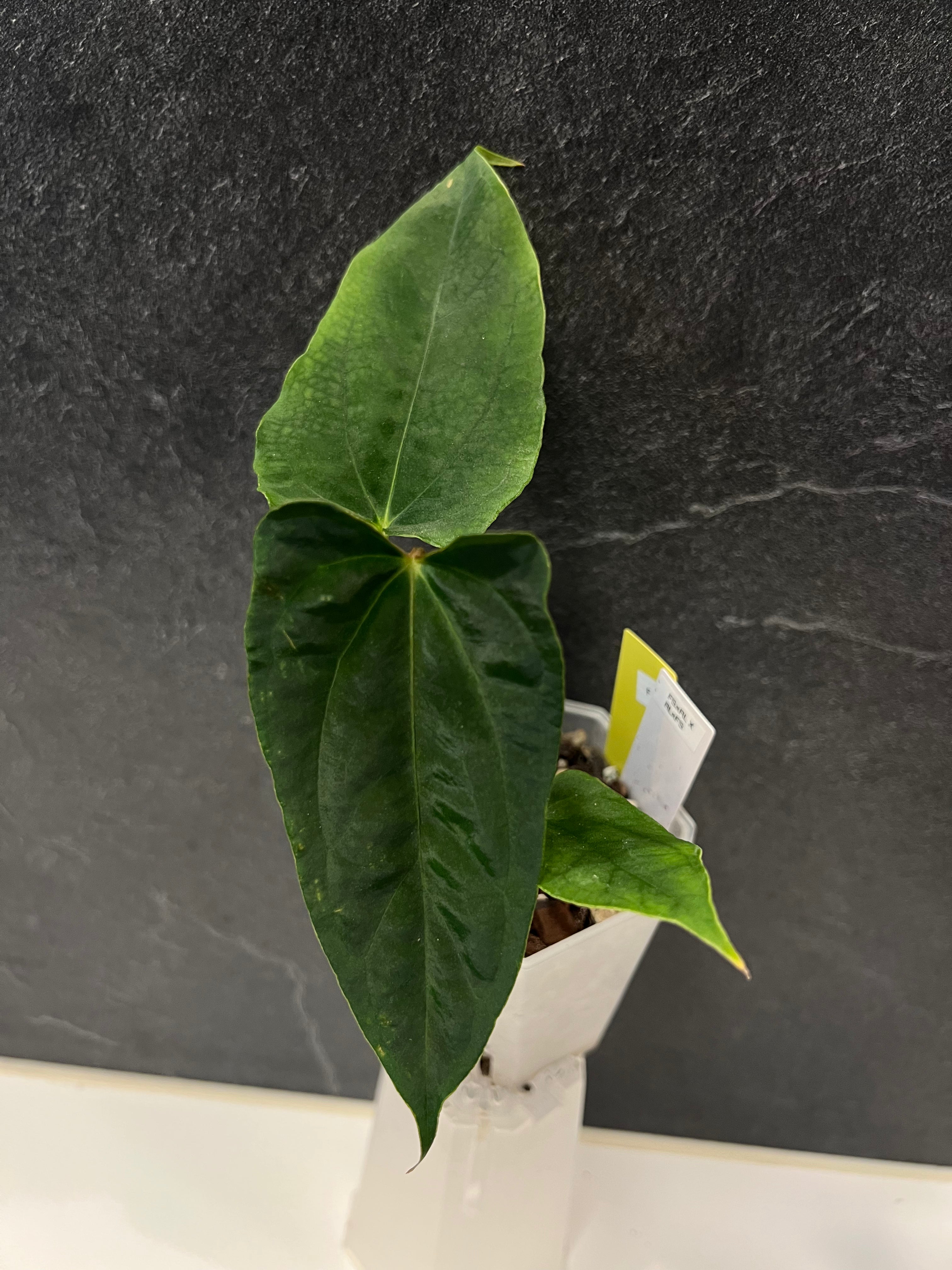 Anthurium papillilaminum (FSxRL) x (RLxFS)