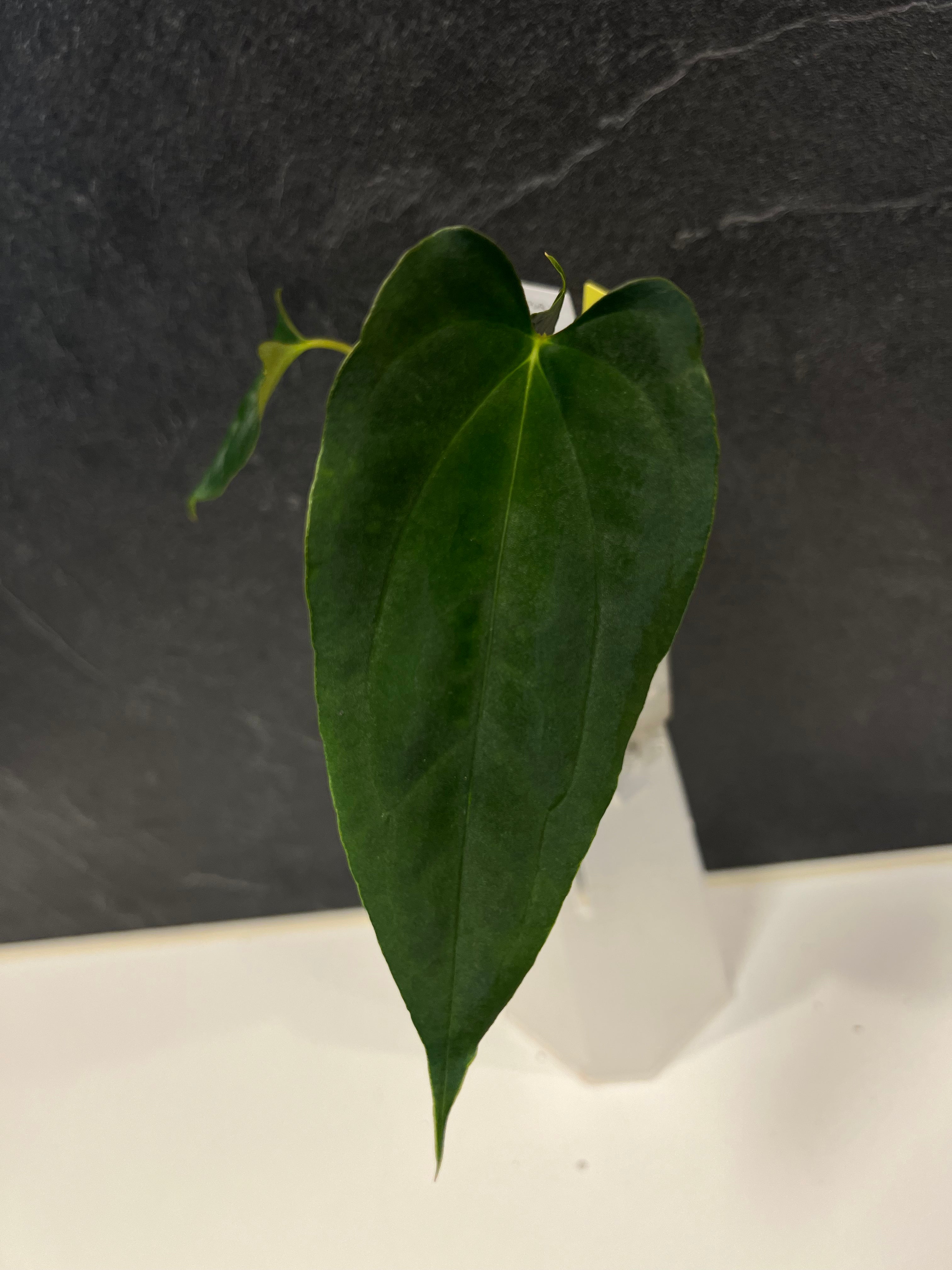 Anthurium papillilaminum (FSxRL) x (RLxFS)