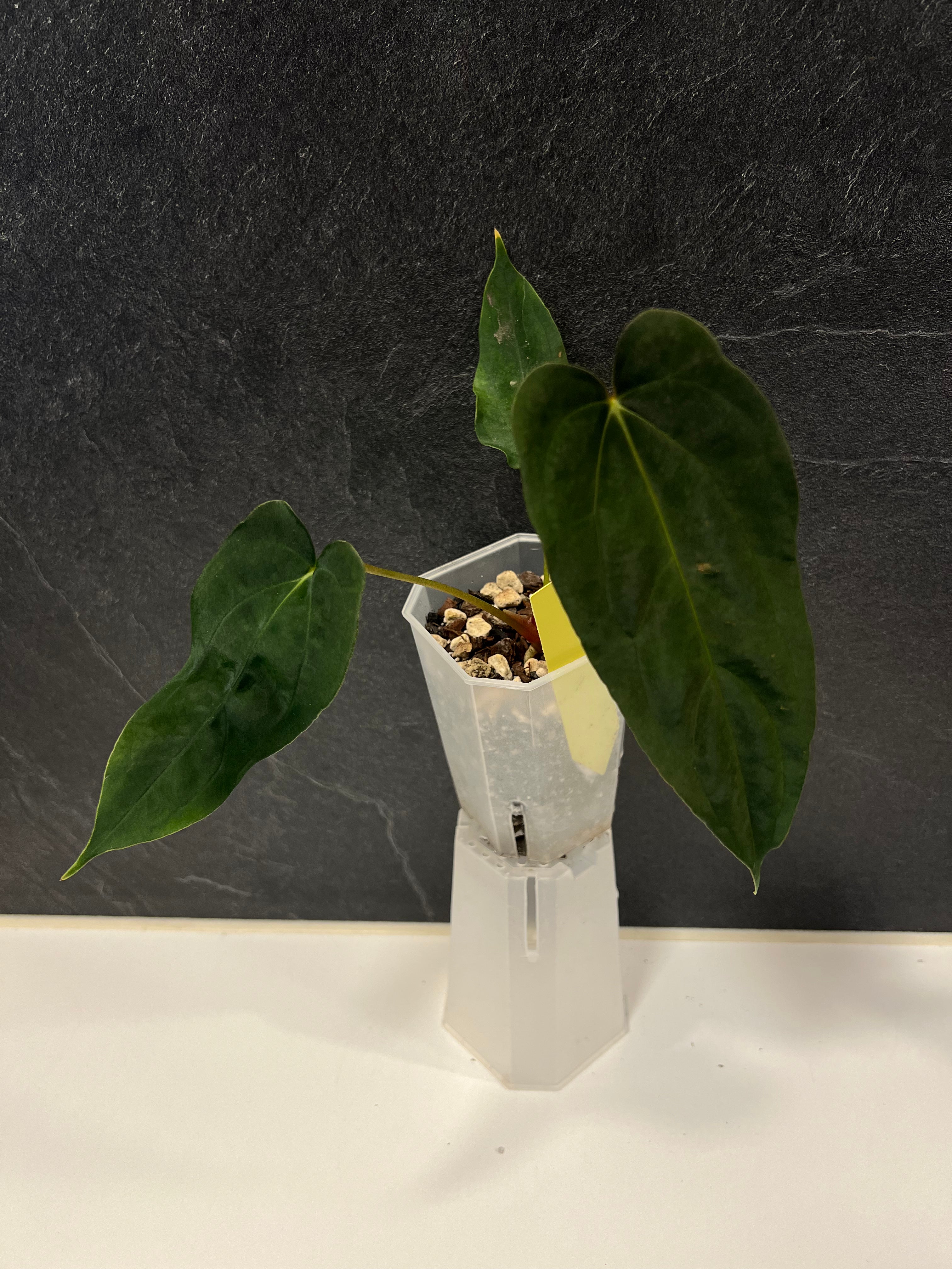 Anthurium papillilaminum (FSxRL) x (RLxFS)