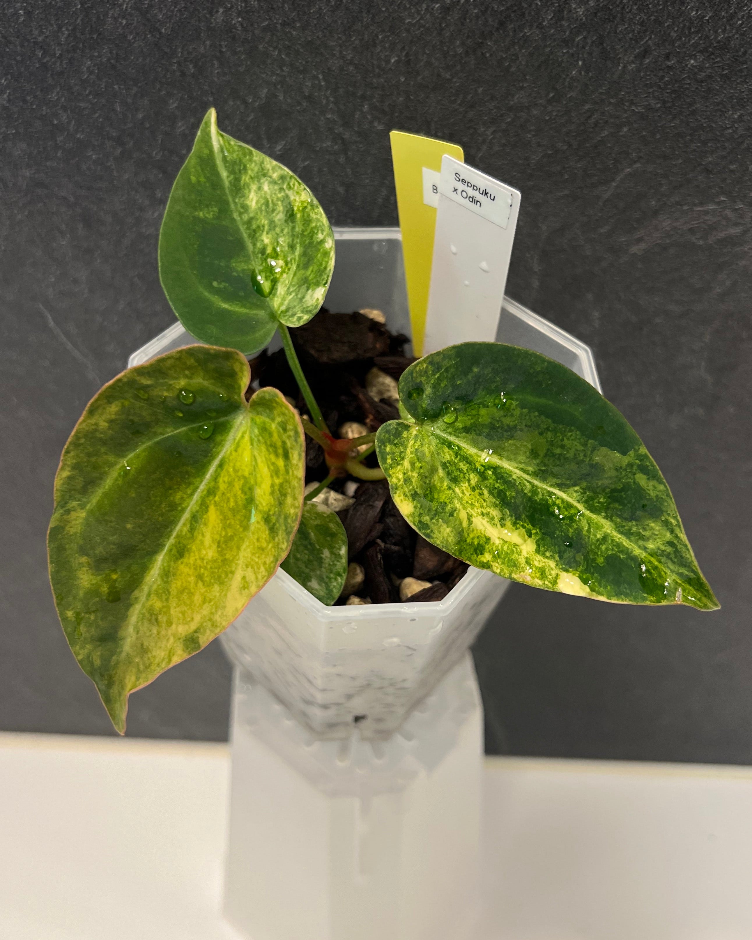 Anthurium Seppuku x Odin - variegated