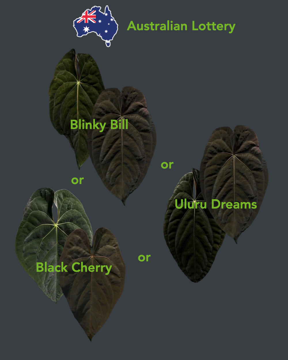 Anthurium Australian Lottery (Australia)