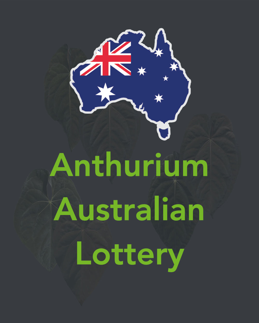 Anthurium Australian Lottery