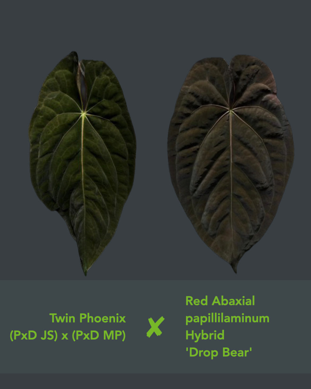 Anthurium Australian Lottery (Australia)