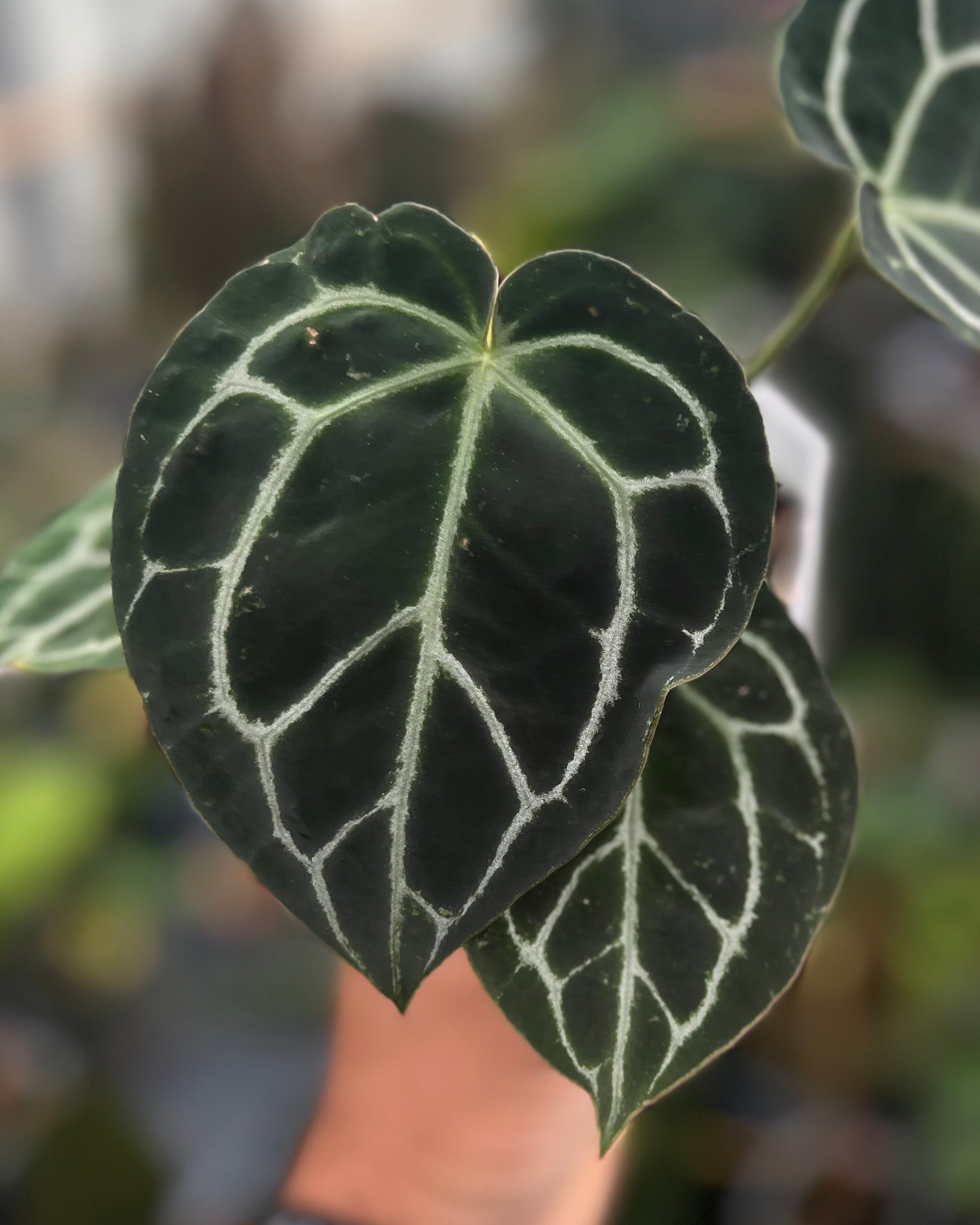 Anthurium Michelle x Odin