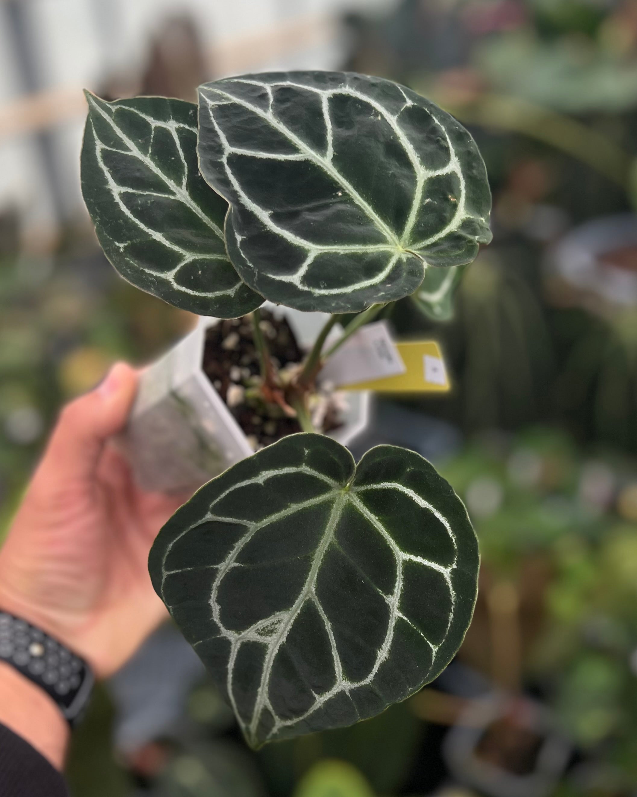 Anthurium Michelle x Odin