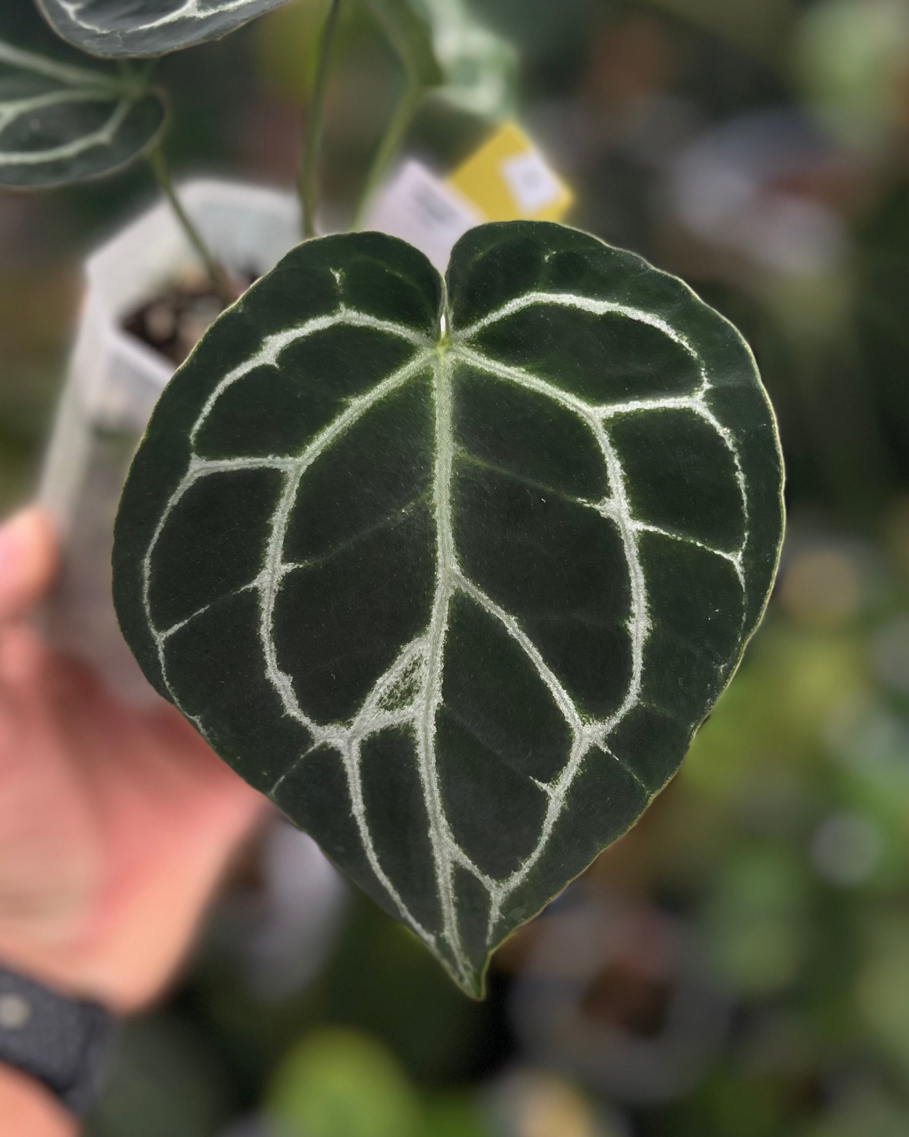 Anthurium Michelle x Odin