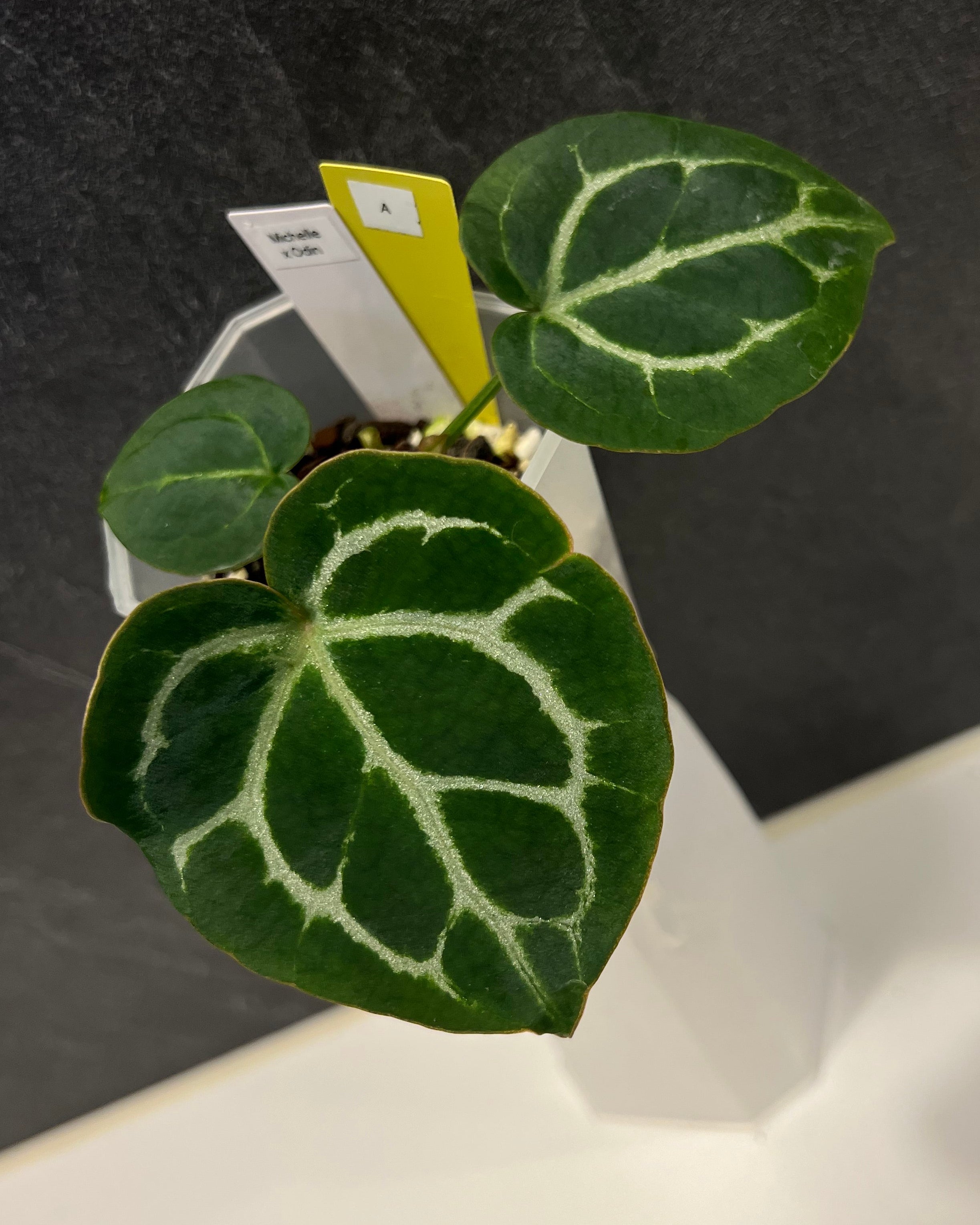 Anthurium Michelle x Odin