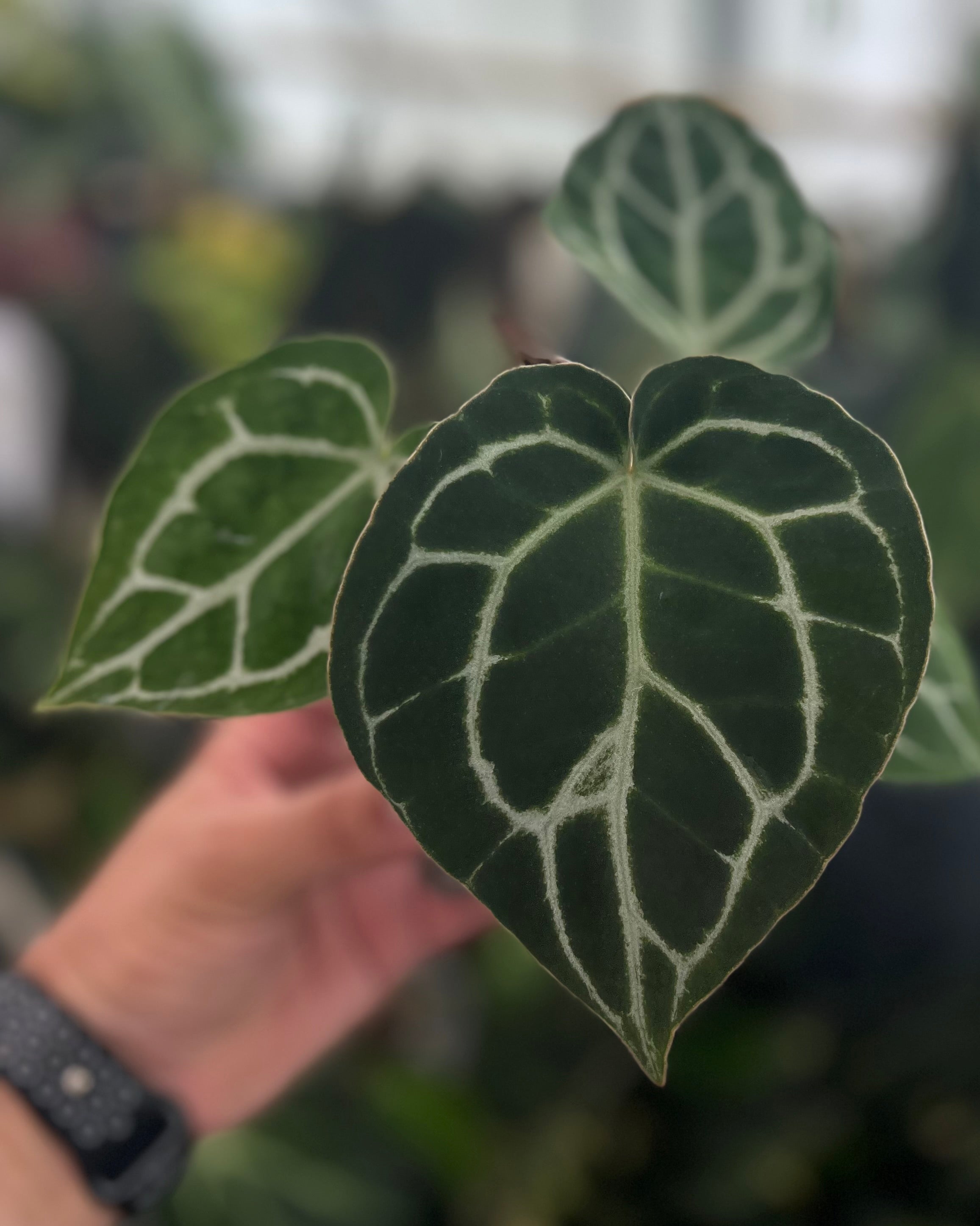 Anthurium (Black Widow x Michelle) x Odin