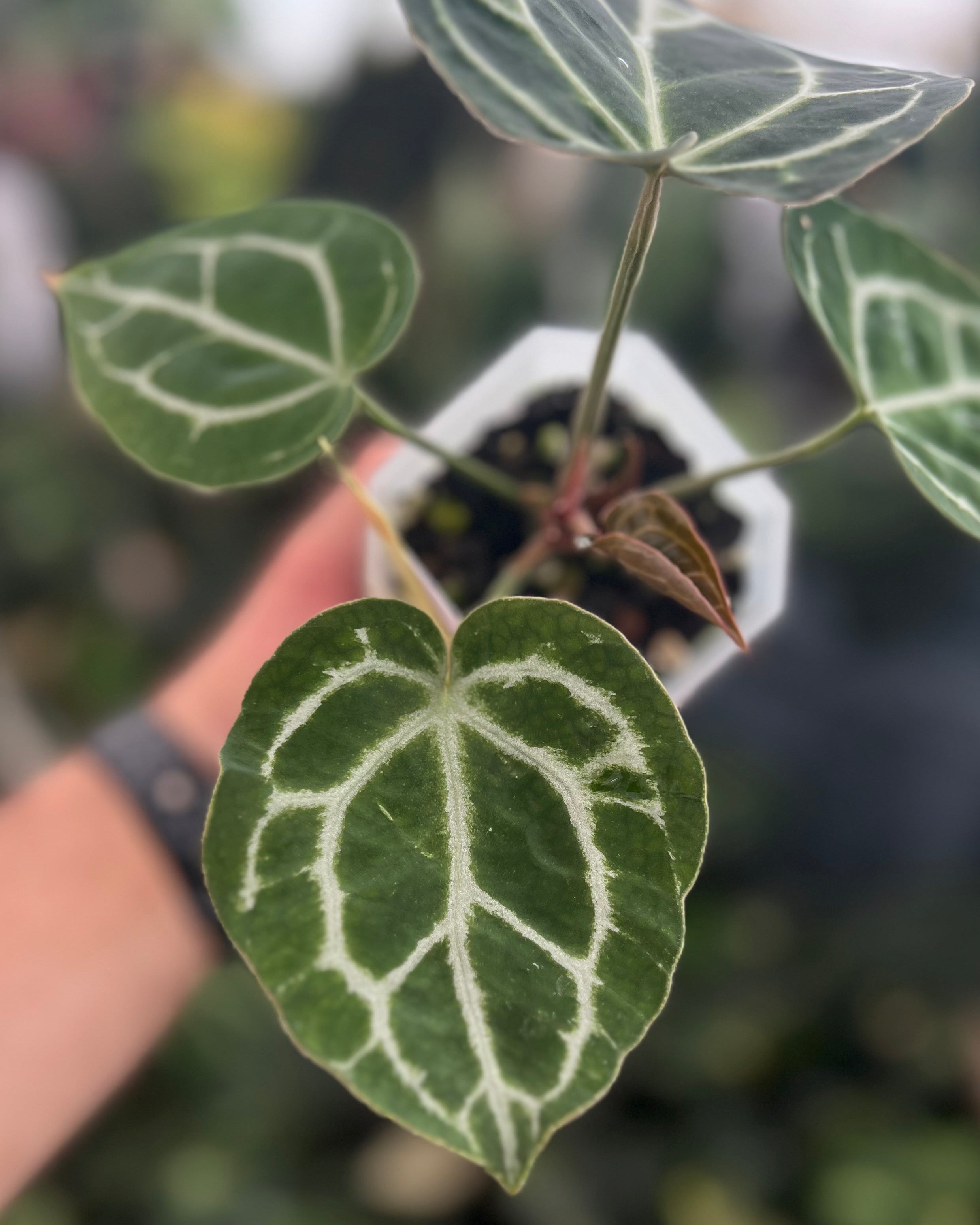 Anthurium (Black Widow x Michelle) x Odin
