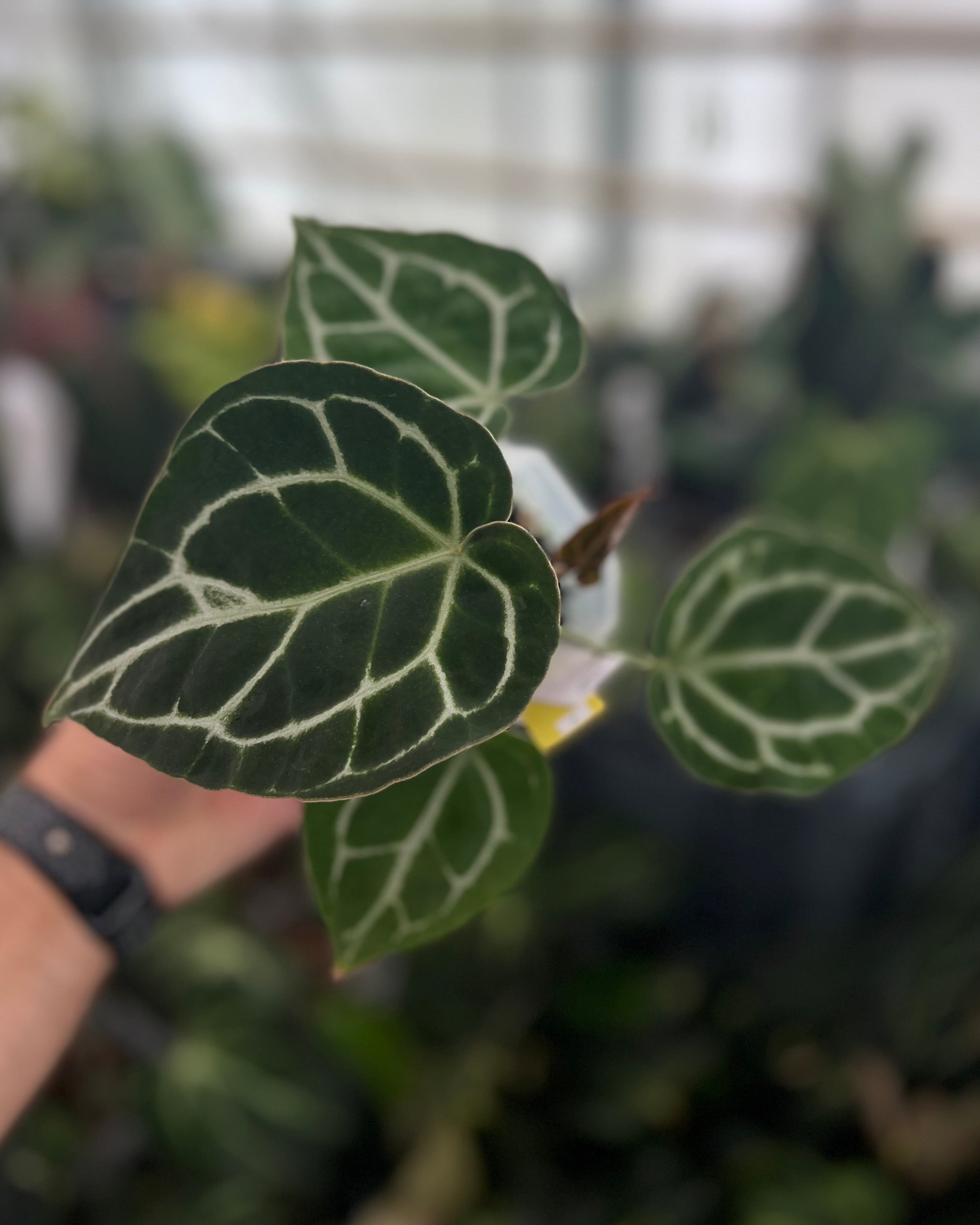 Anthurium (Black Widow x Michelle) x Odin