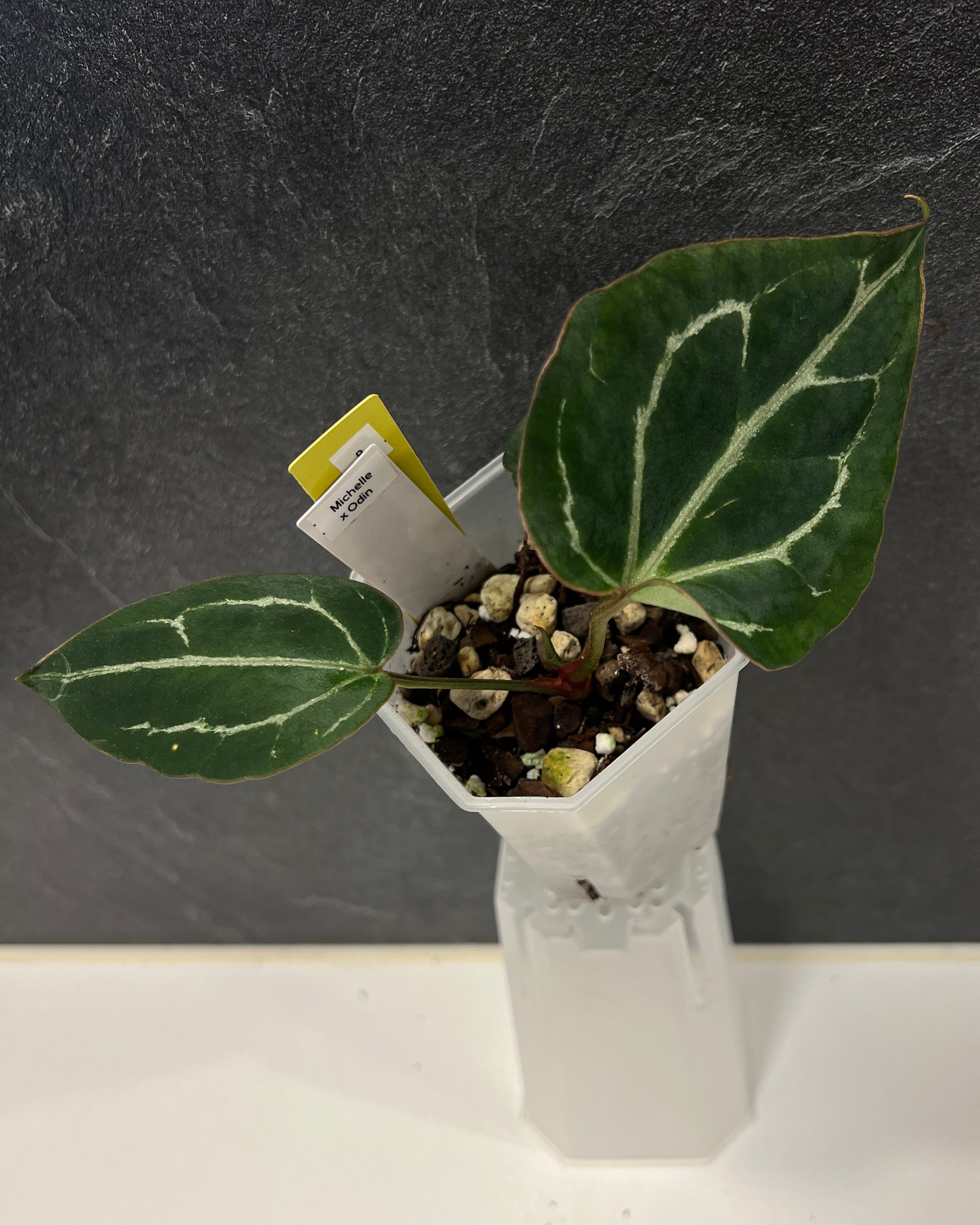 Anthurium Michelle x Odin