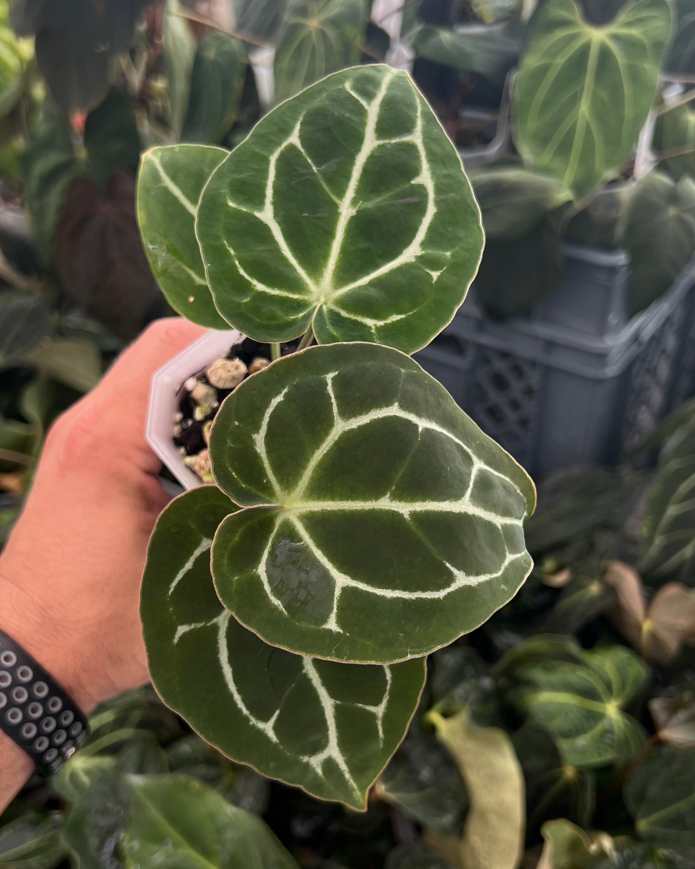 Anthurium (Black Widow x Michelle) x Odin