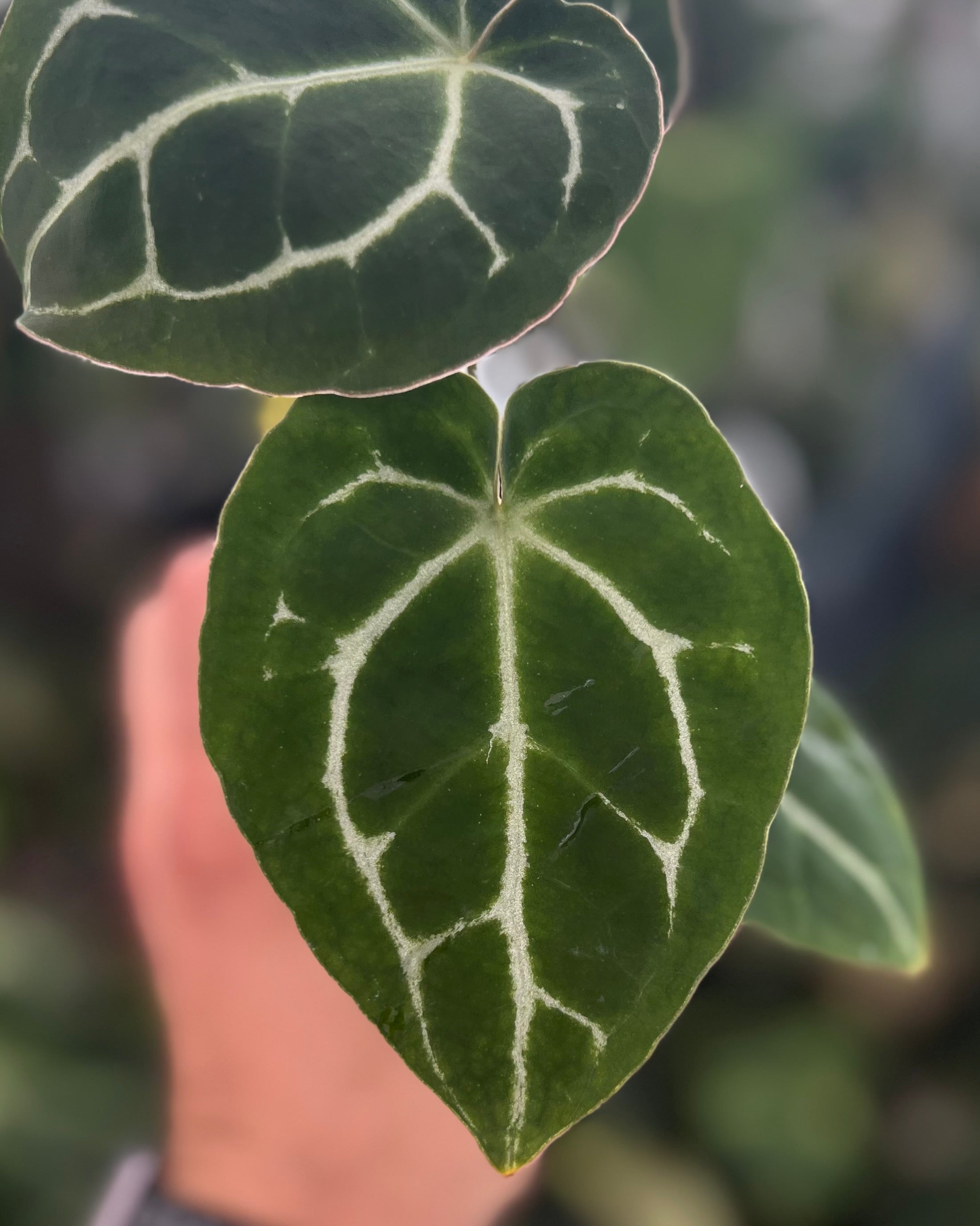 Anthurium (Black Widow x Michelle) x Odin