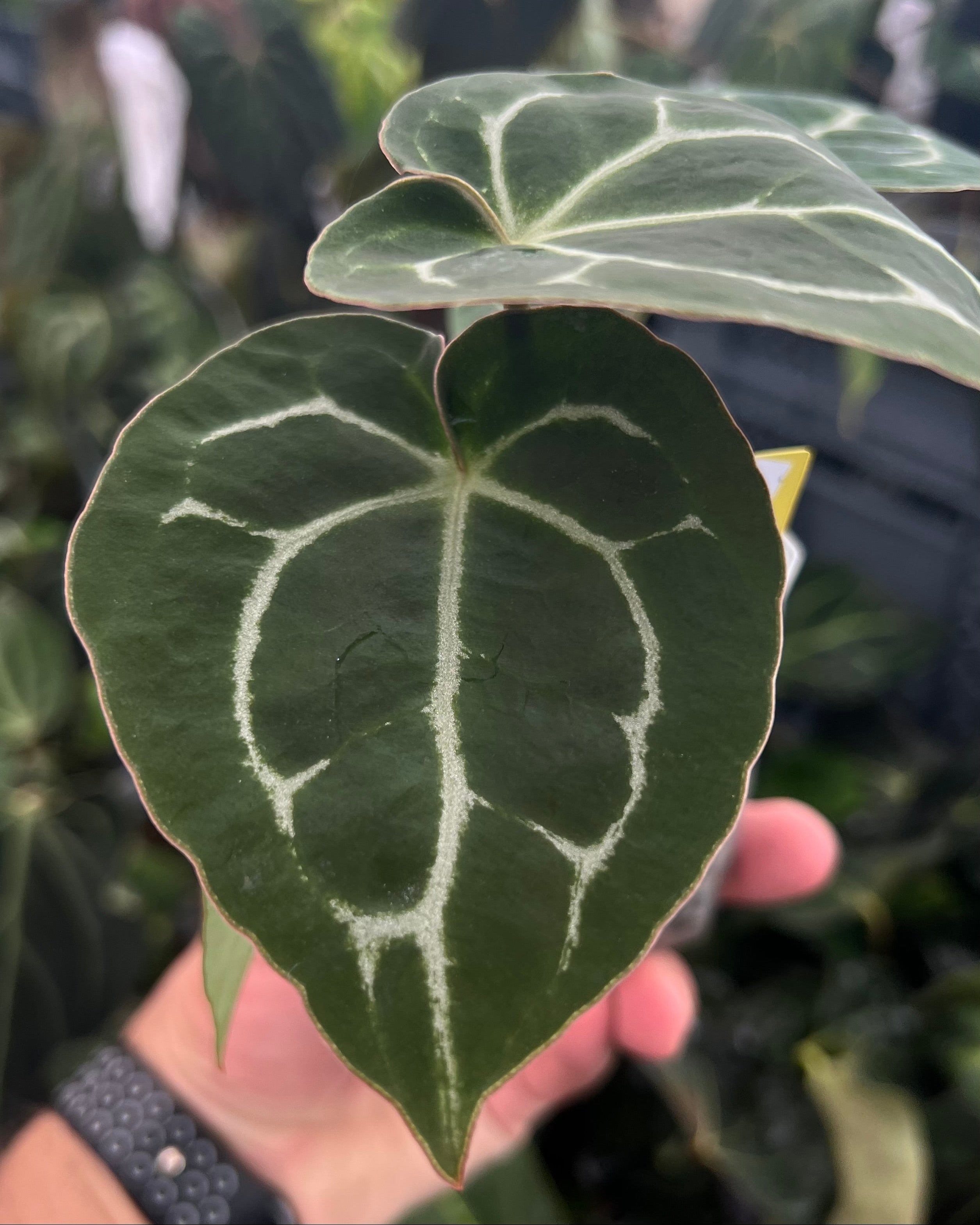 Anthurium (Black Widow x Michelle) x Odin