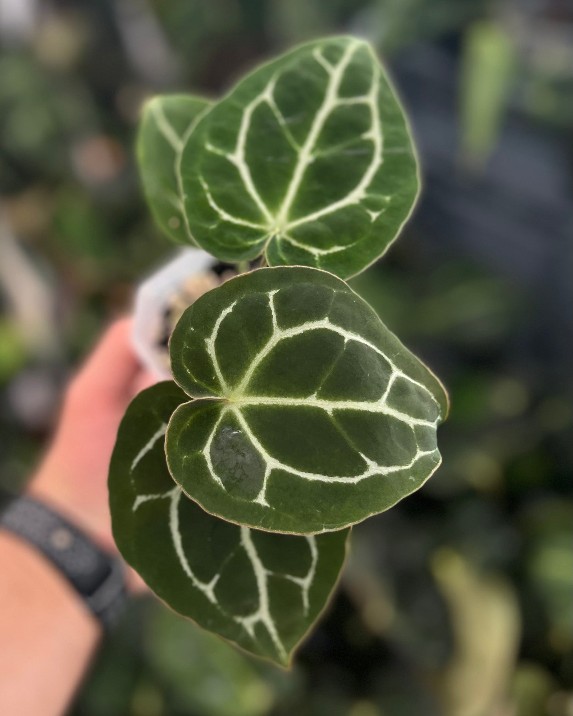 Anthurium (Black Widow x Michelle) x Odin