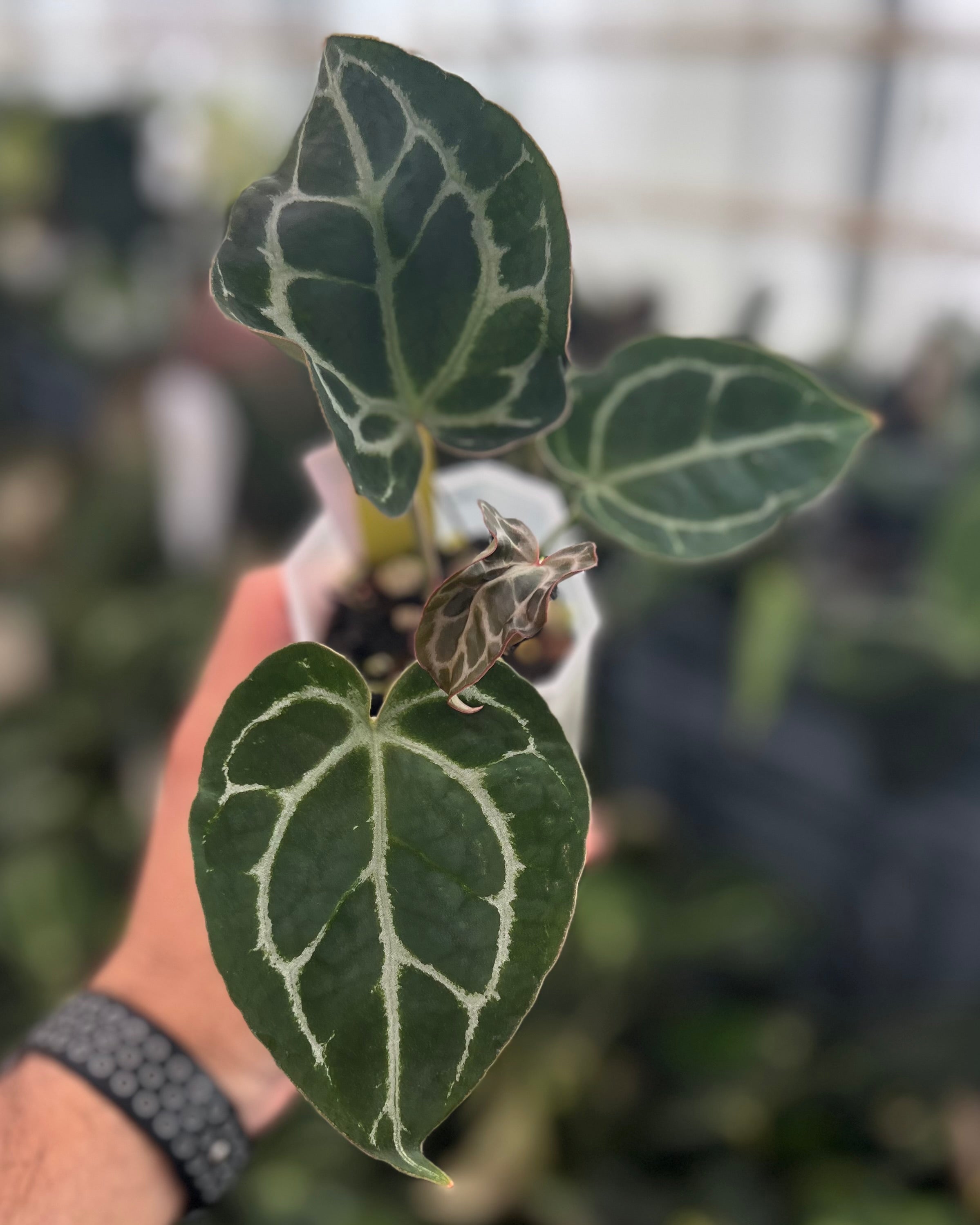 Anthurium (Black Widow x Michelle) x Odin
