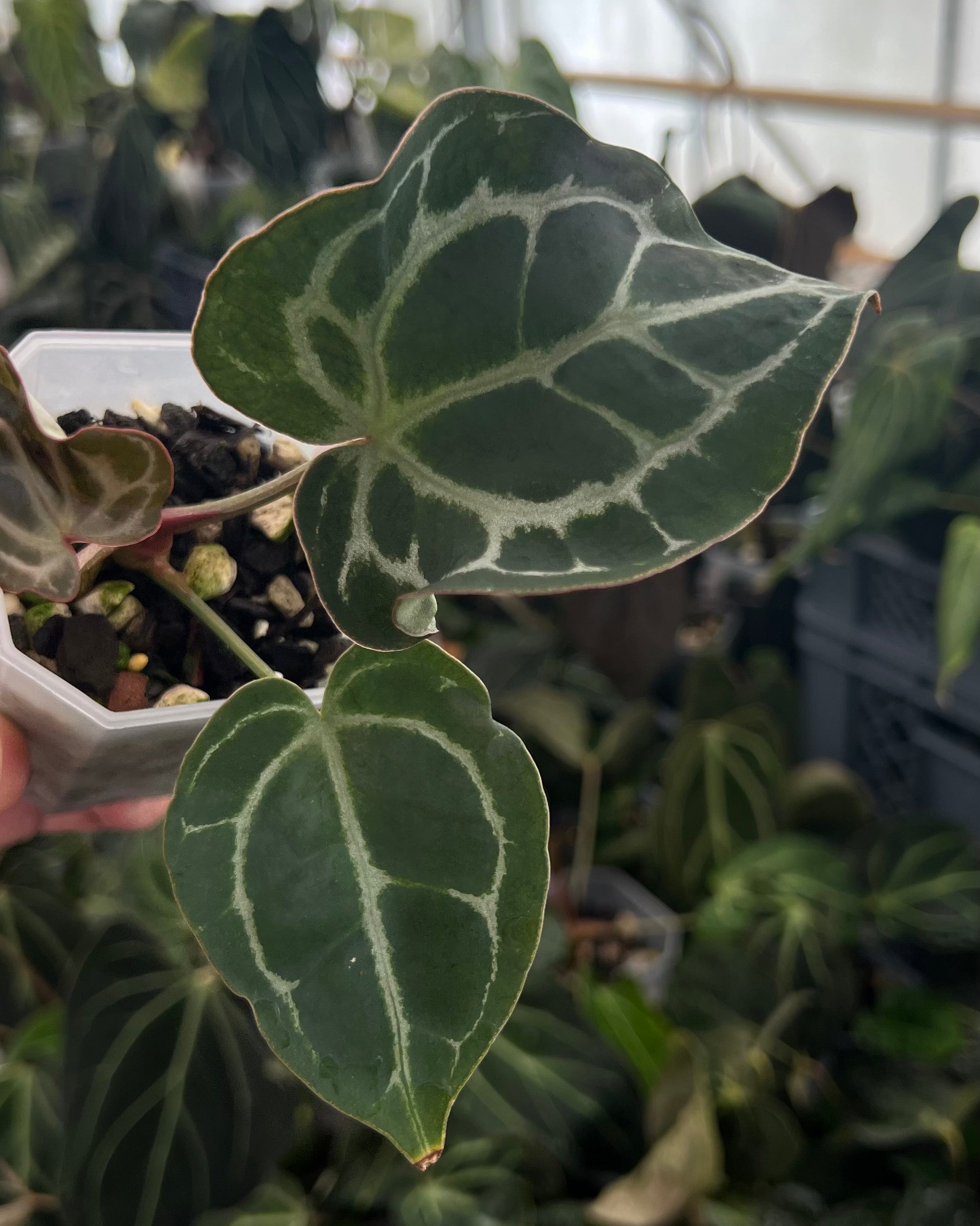 Anthurium (Black Widow x Michelle) x Odin