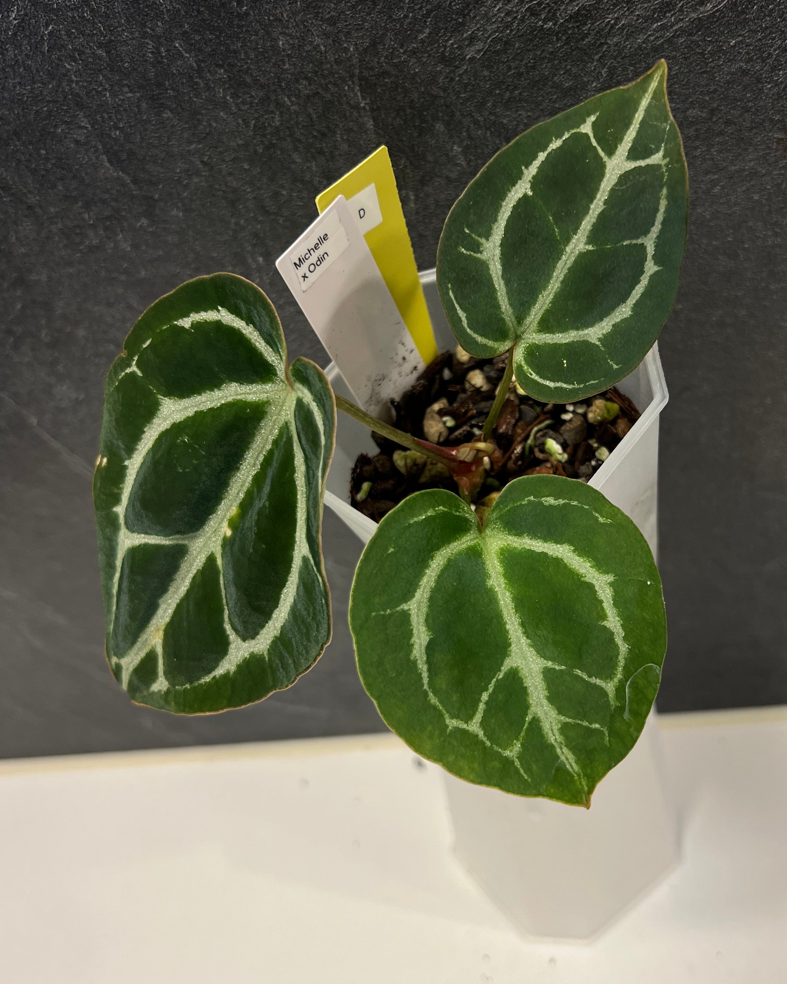 Anthurium Michelle x Odin