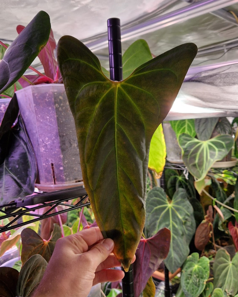 Anthurium Mr. Worldwide Clone B