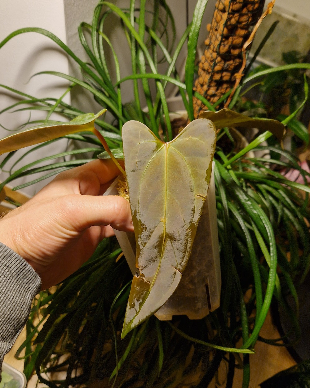 Anthurium Mr. Worldwide Clone B