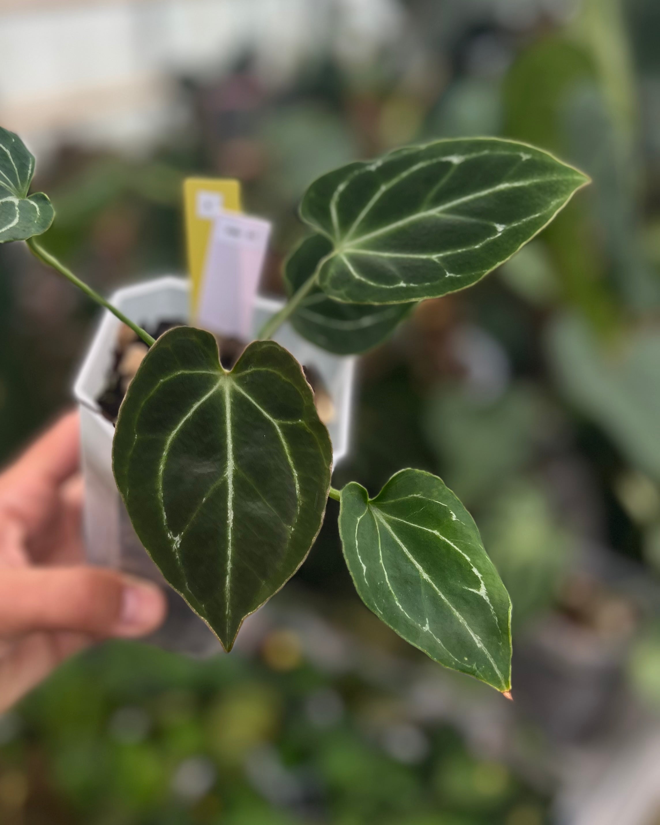 Anthurium Odin S1
