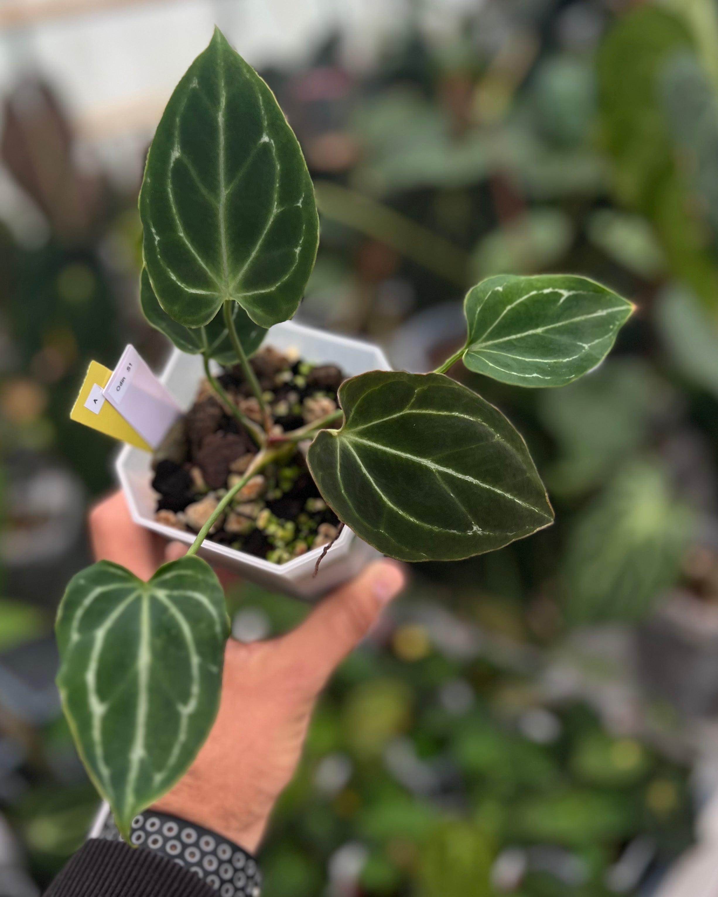Anthurium Odin S1