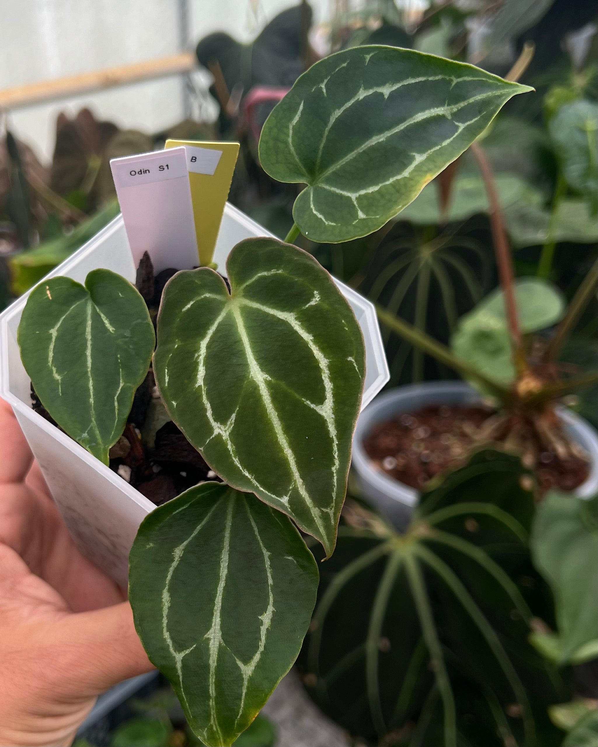 Anthurium Odin S1