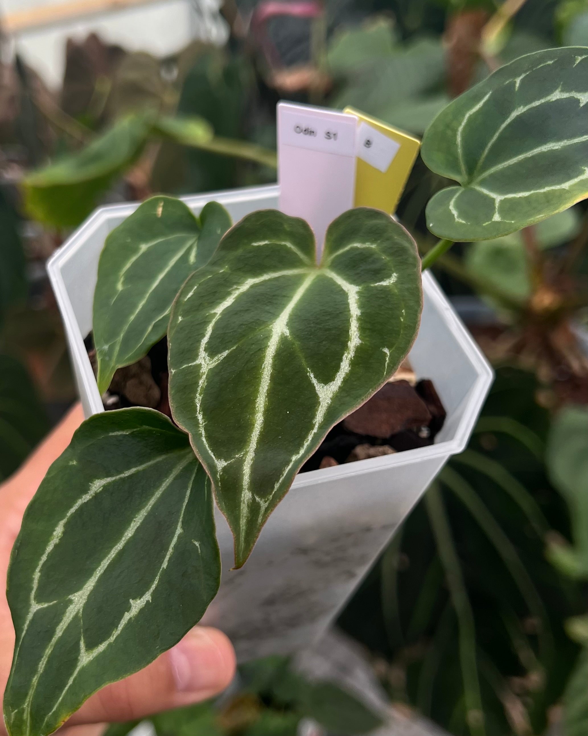 Anthurium Odin S1