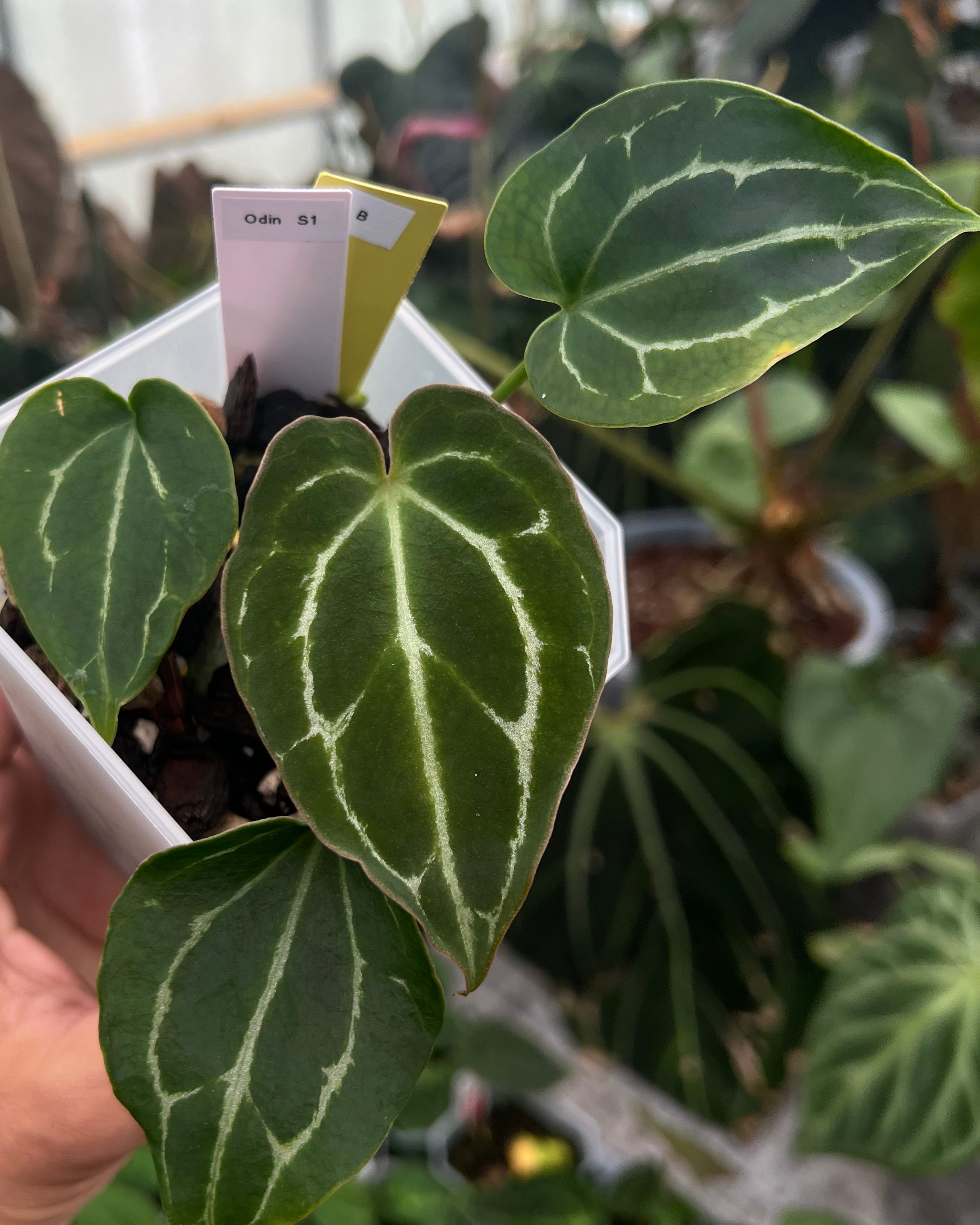 Anthurium Odin S1